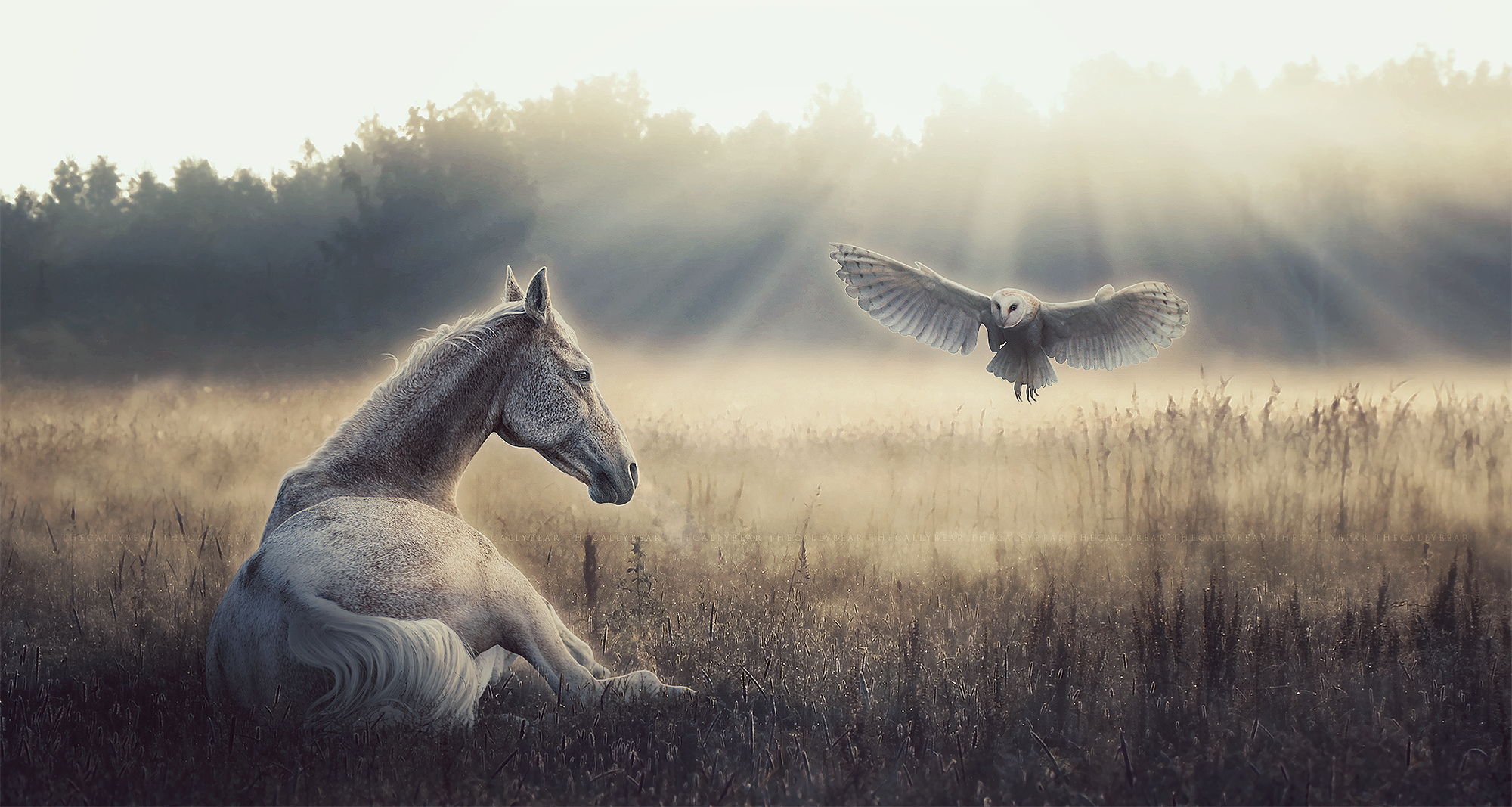 Download mobile wallpaper Owl, Animal, Horse, Other for free.