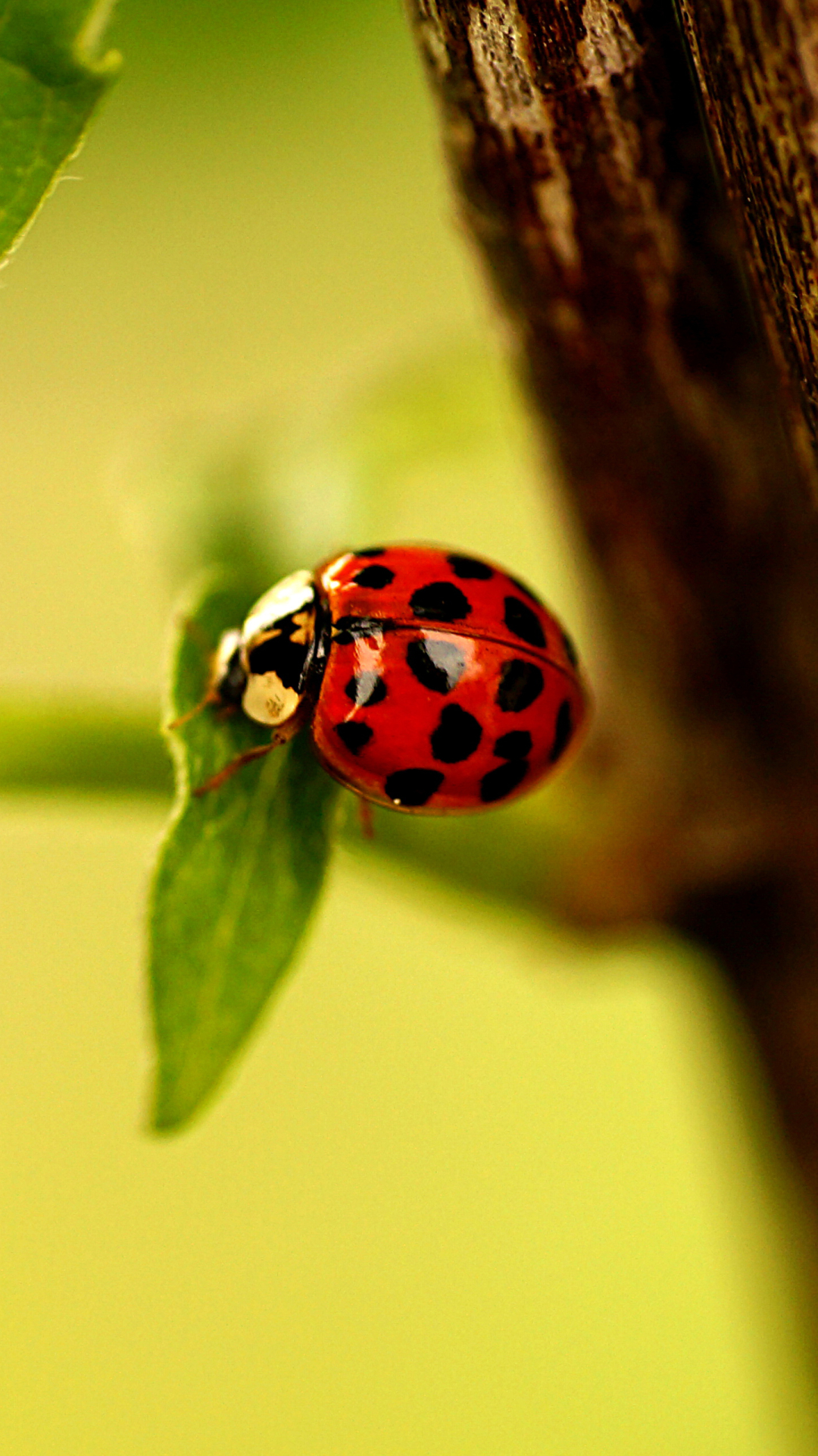 Download mobile wallpaper Close Up, Insect, Animal, Ladybug for free.