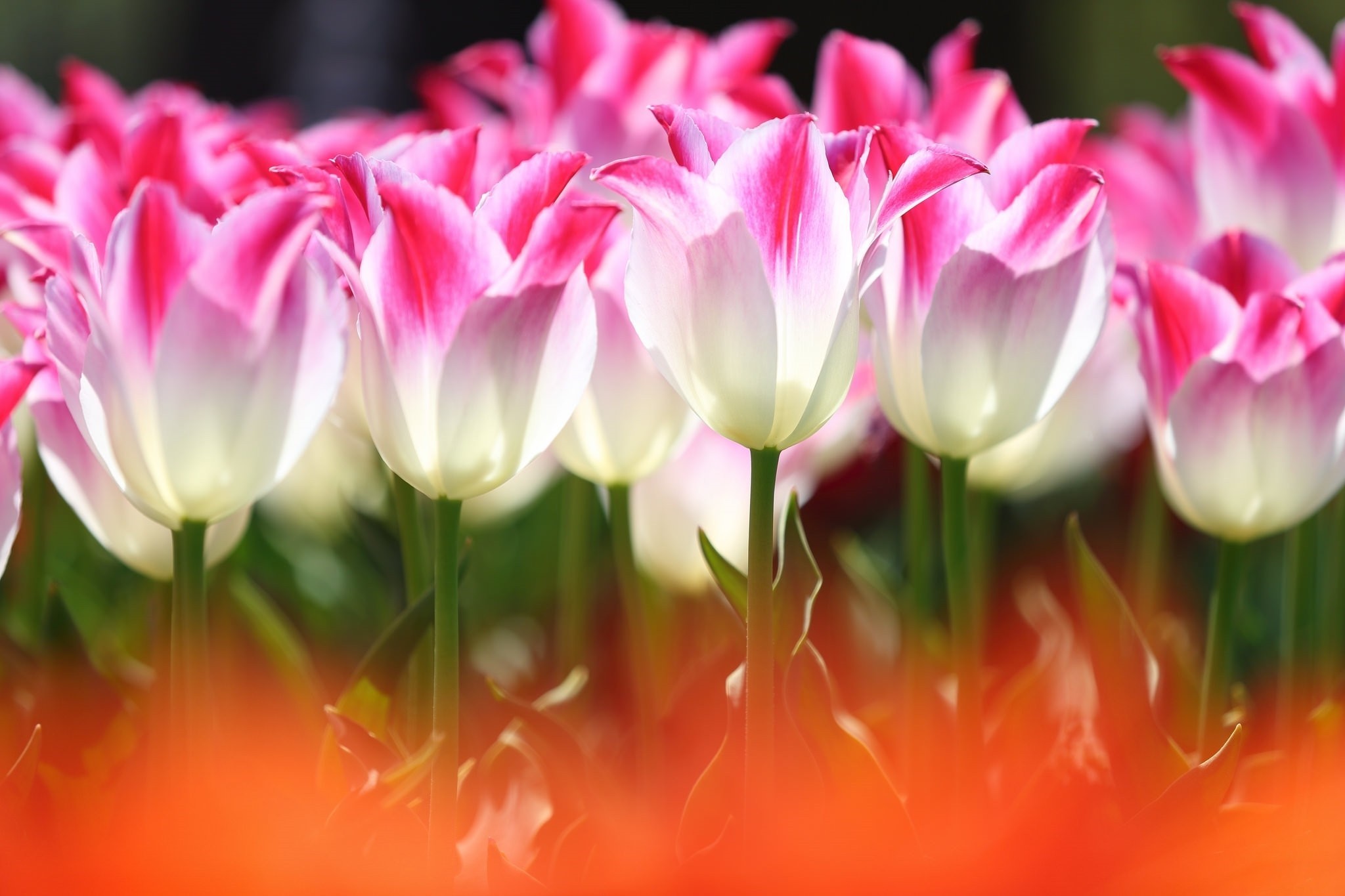Baixe gratuitamente a imagem Natureza, Flores, Flor, Flor Rosa, Tulipa, Terra/natureza na área de trabalho do seu PC