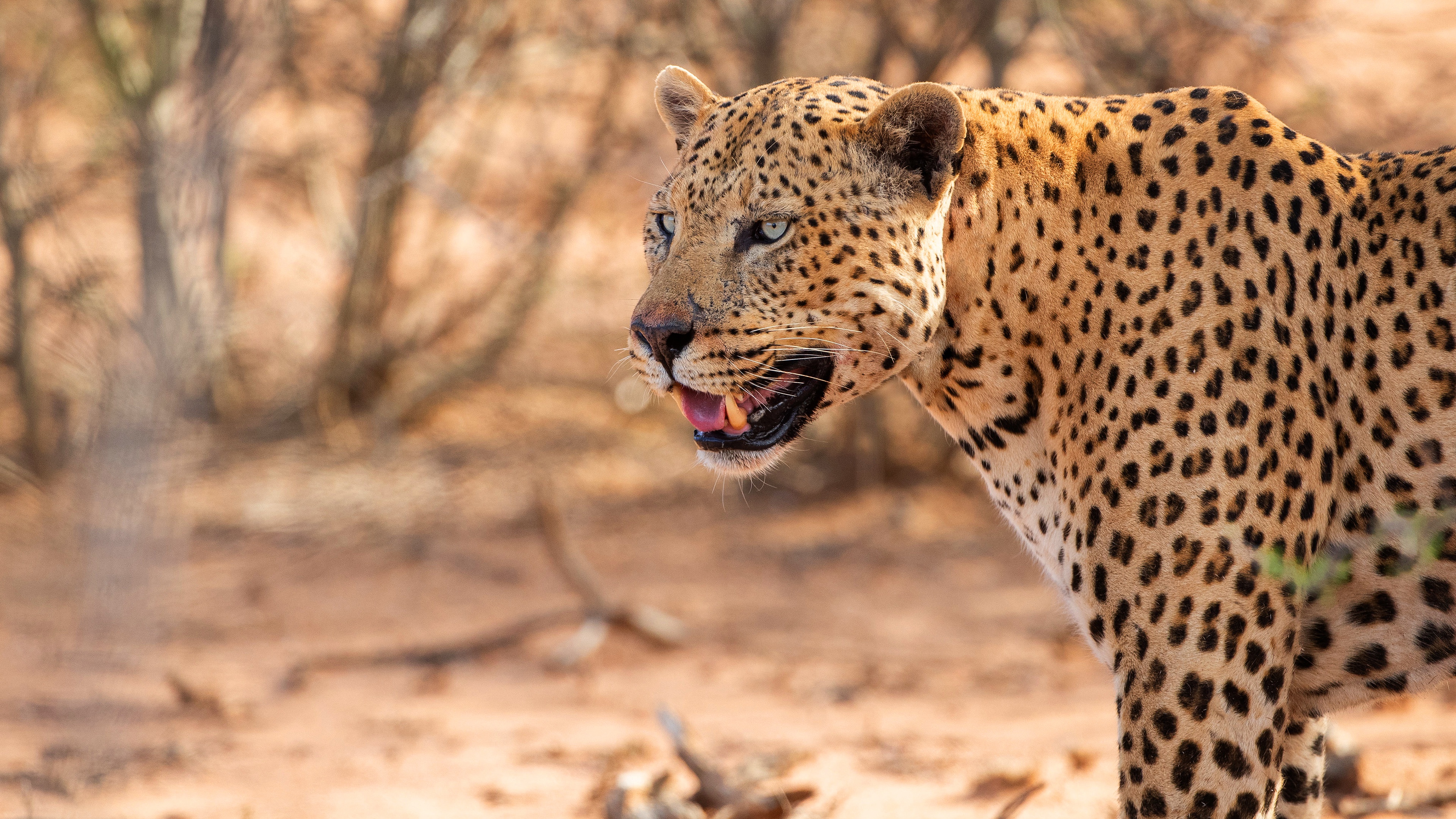 Baixar papel de parede para celular de Animais, Gatos, Leopardo gratuito.