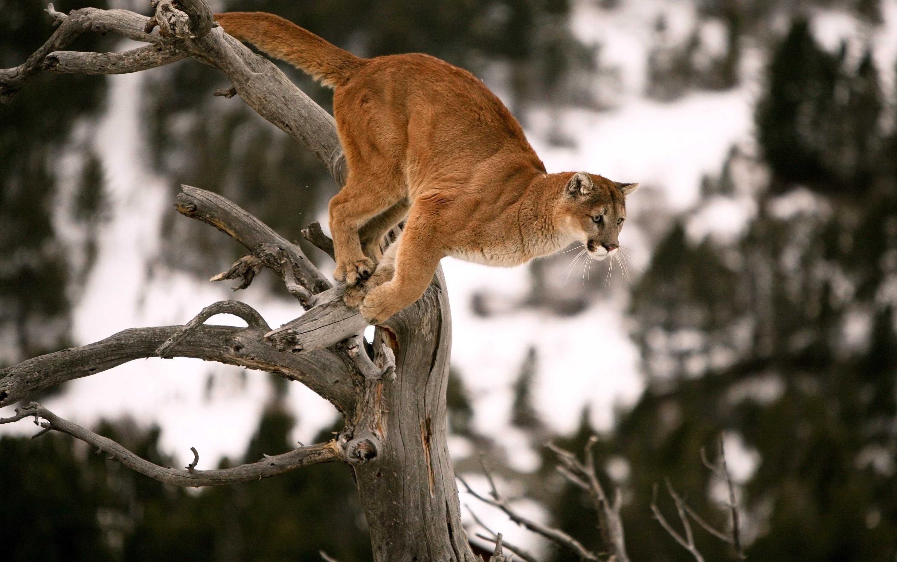 Windows Backgrounds animals, puma, wood, tree, branches, bounce, jump