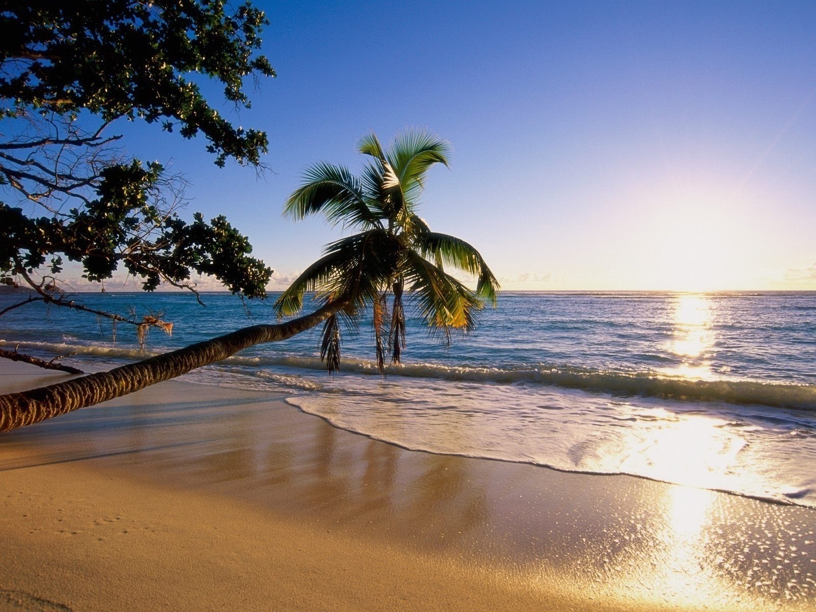 sea, landscape, sun, beach, palms HD wallpaper