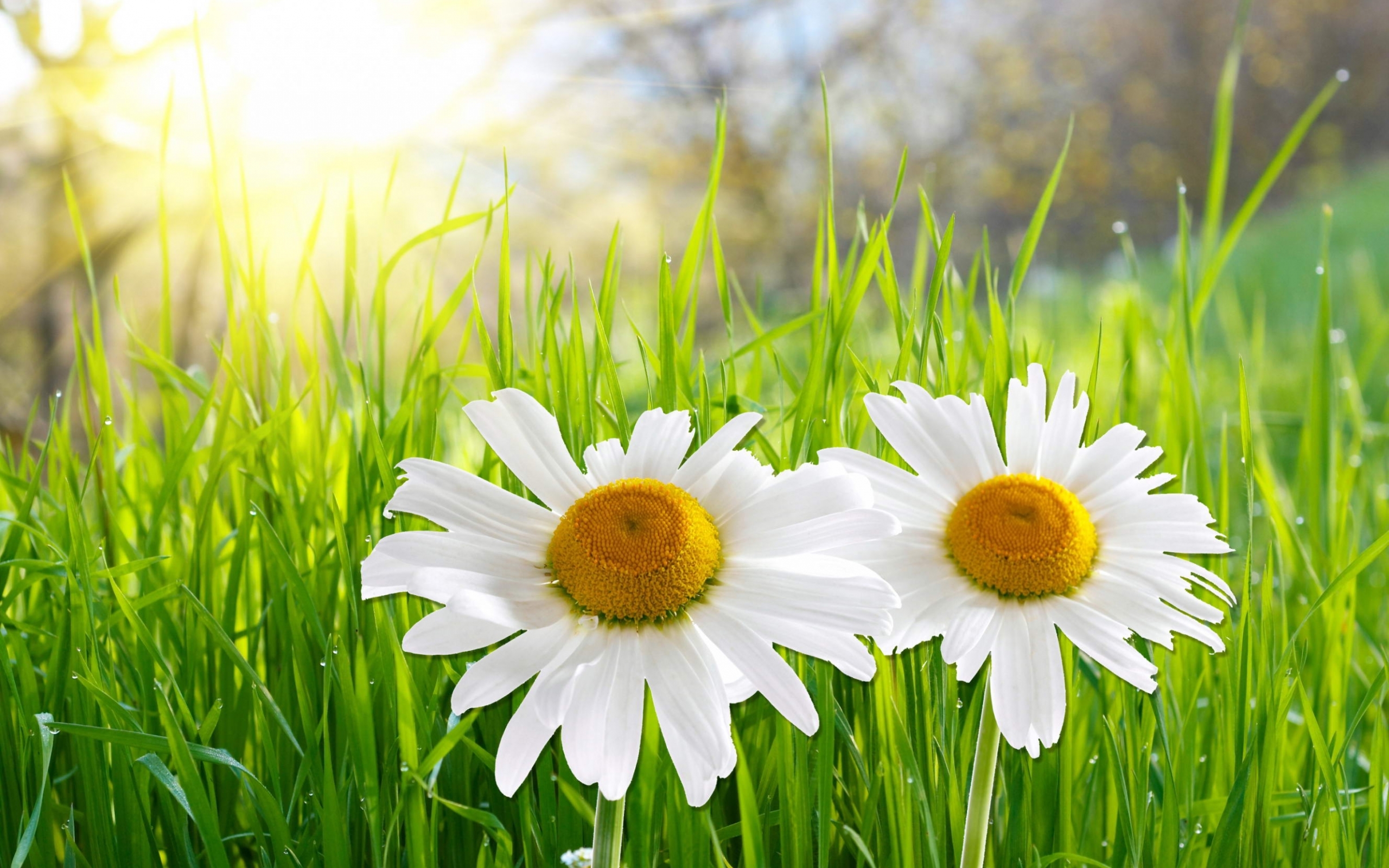 Laden Sie das Kamille, Pflanzen, Blumen-Bild kostenlos auf Ihren PC-Desktop herunter