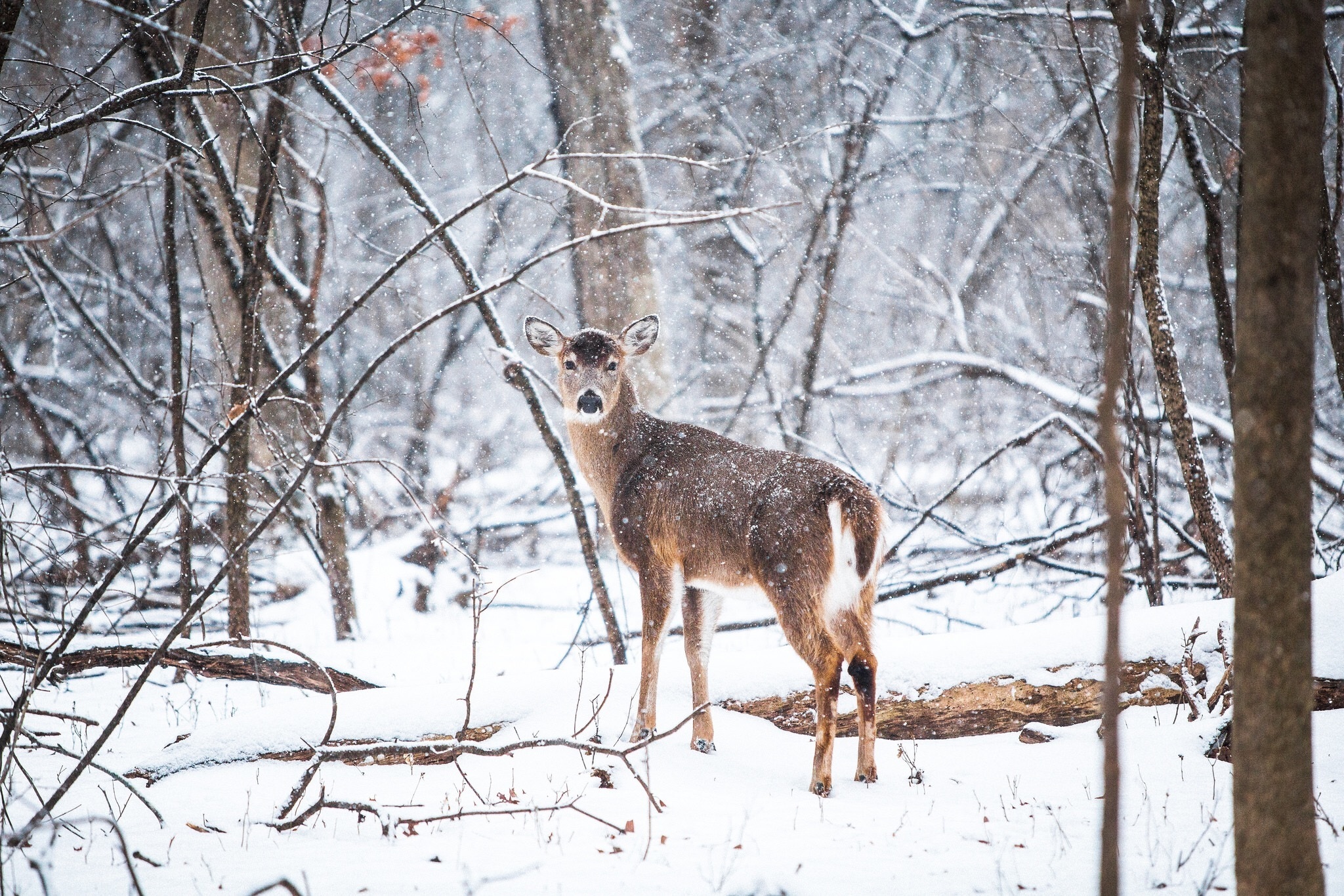 Download mobile wallpaper Deer, Trees, Animals, Forest, Snowfall for free.