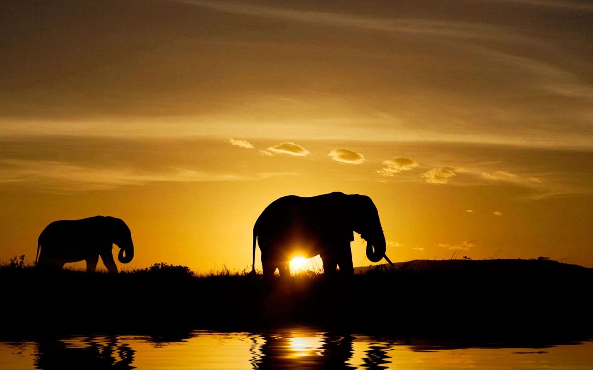 Laden Sie das Natur, Sunset, Silhouette, Elephants, Dunkel-Bild kostenlos auf Ihren PC-Desktop herunter
