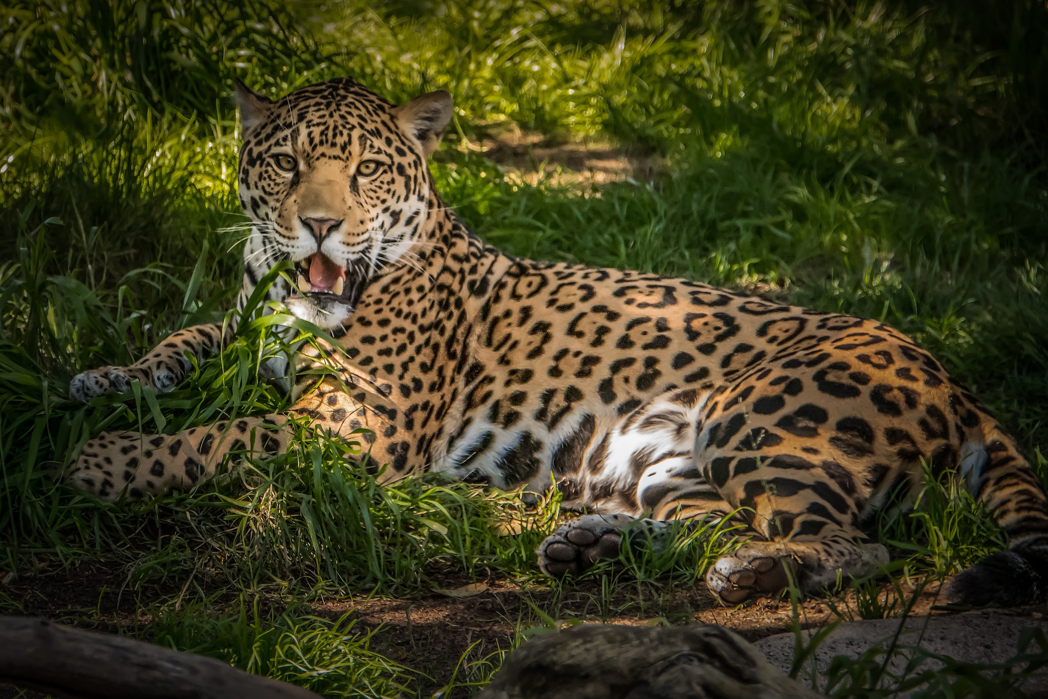 Handy-Wallpaper Tiere, Katzen, Jaguar kostenlos herunterladen.