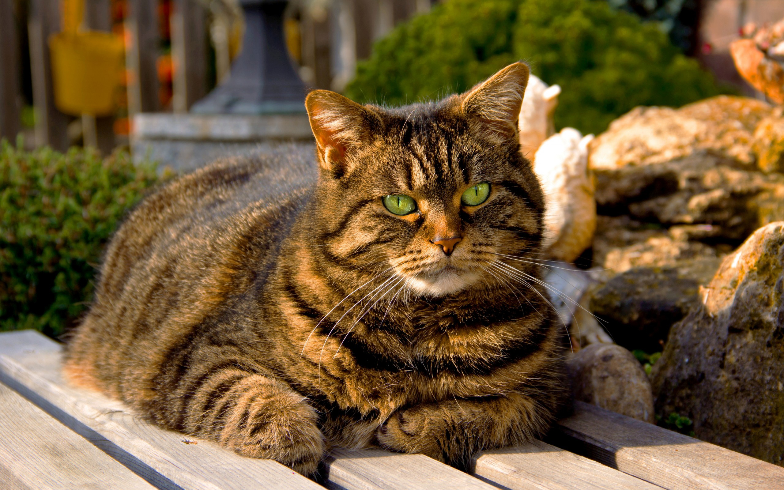 Baixe gratuitamente a imagem Animais, Gato na área de trabalho do seu PC