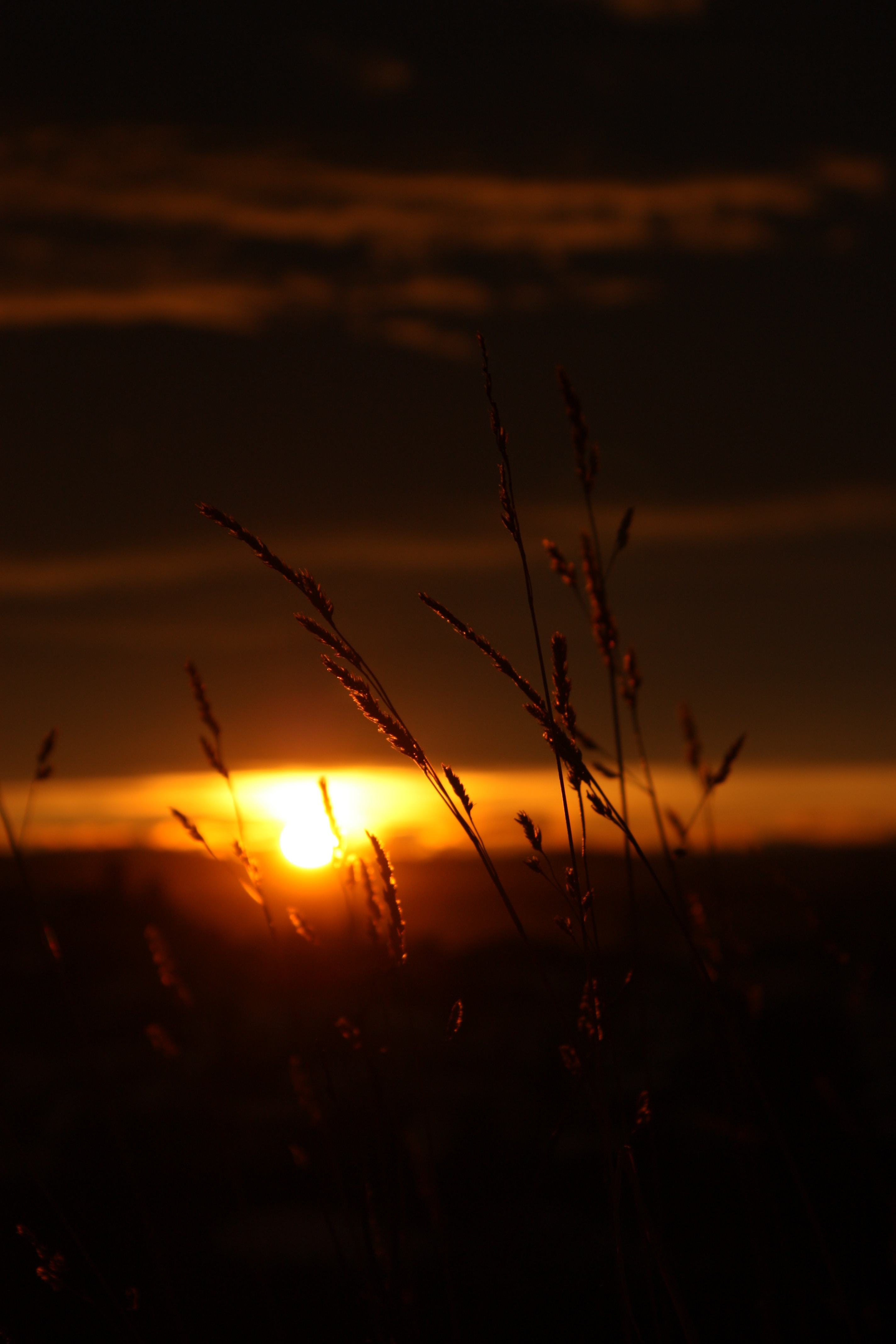Download mobile wallpaper Grass, Nature, Sunset, Sun, Dark for free.