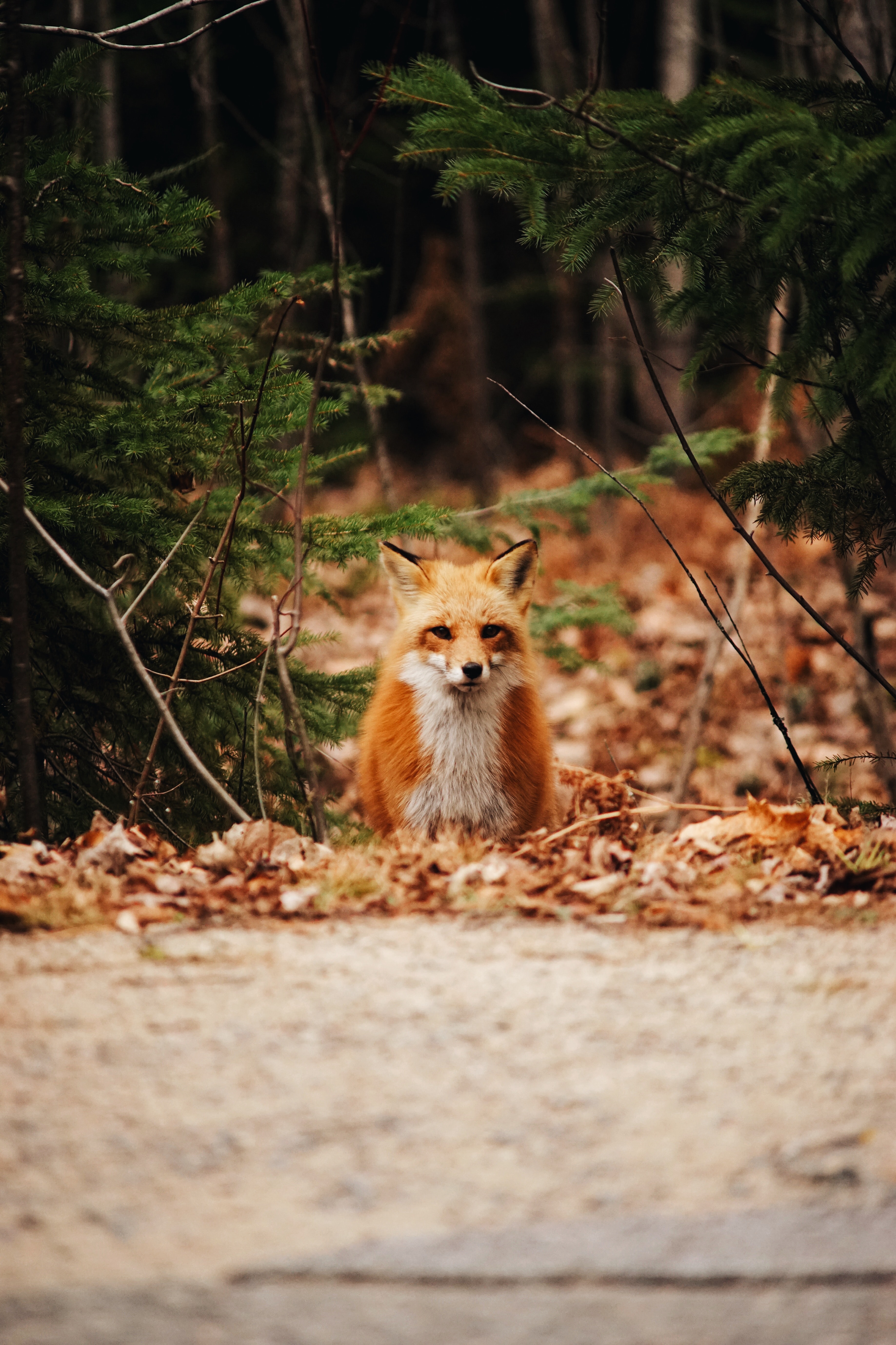 Laden Sie das Blätter, Wald, Raubtier, Ein Fuchs, Tiere, Herbst, Predator, Fuchs-Bild kostenlos auf Ihren PC-Desktop herunter