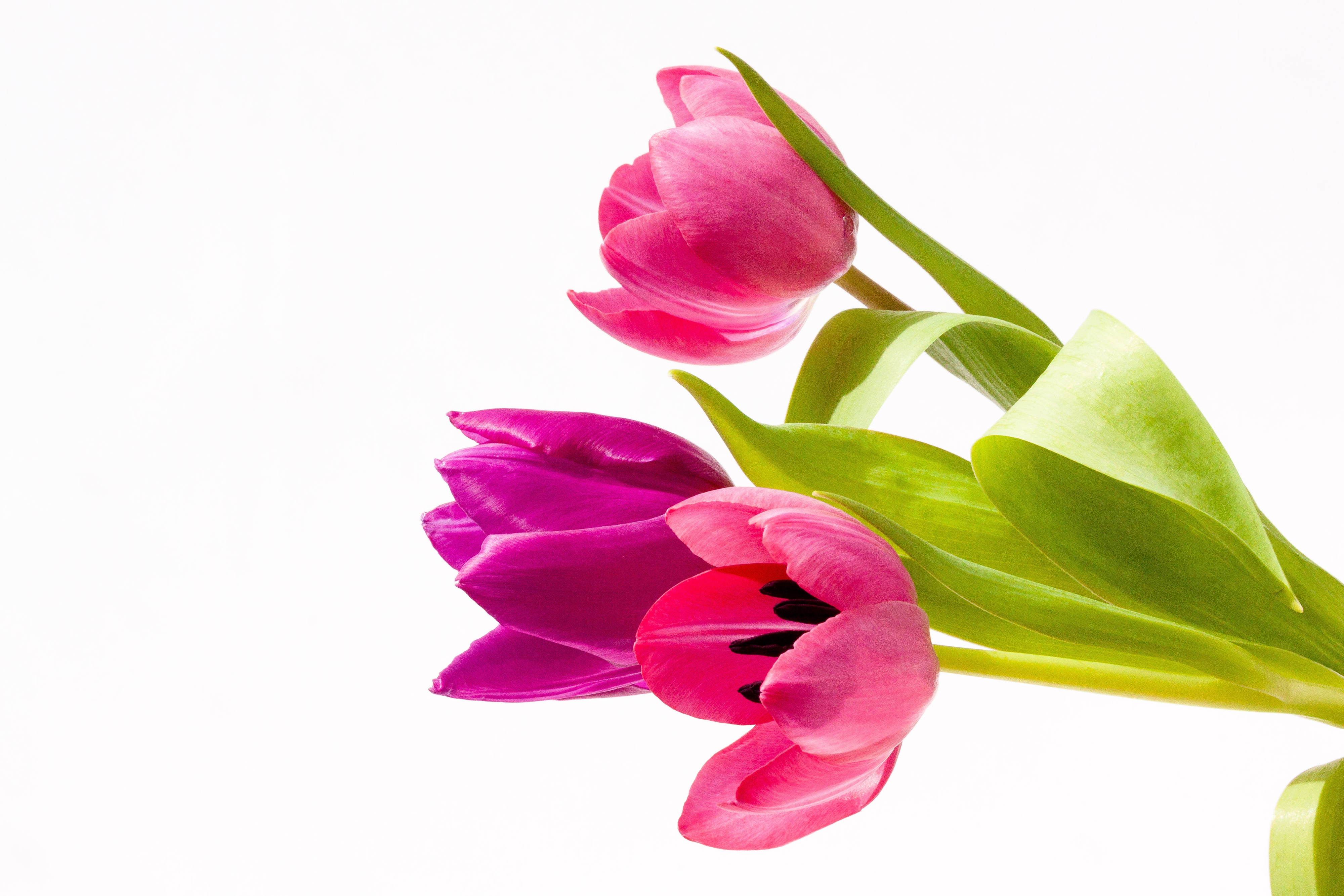 Handy-Wallpaper Blumen, Blume, Tulpe, Erde/natur, Pinke Blume kostenlos herunterladen.