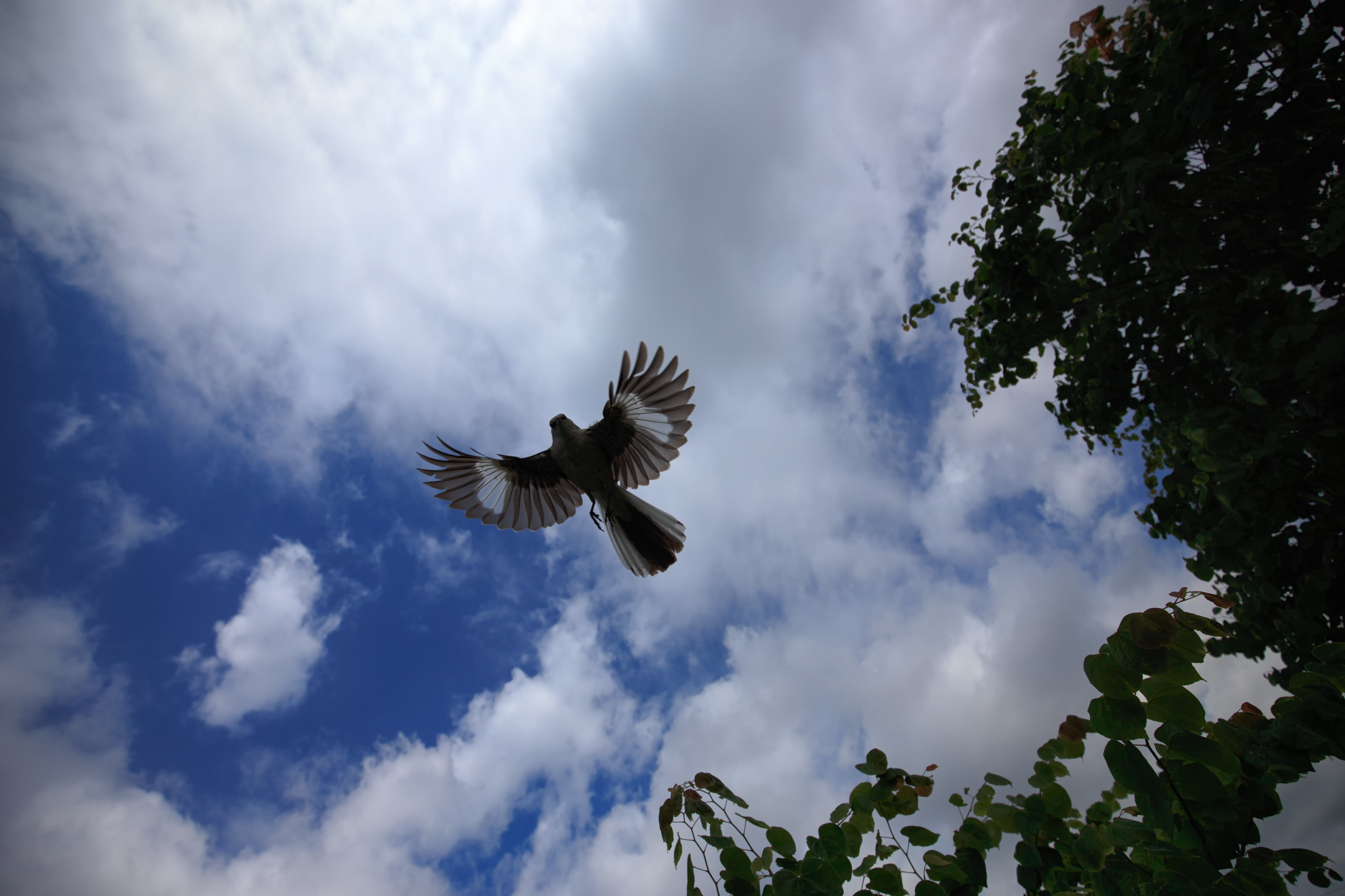 70717 Hintergrundbild herunterladen tiere, sky, vogel, flug, flügel, spottdrossel, mockingbird - Bildschirmschoner und Bilder kostenlos