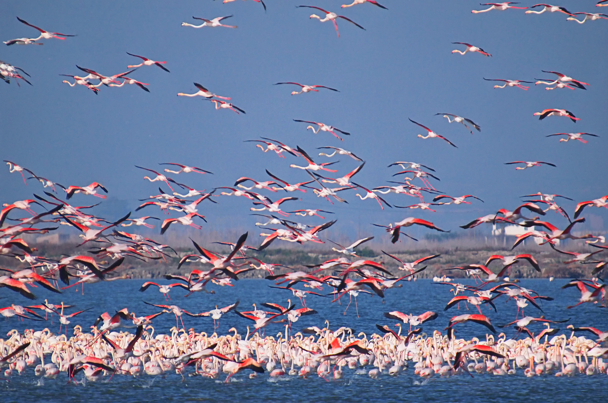 Laden Sie das Tiere, Vögel, Flamingo, Vogel, Vogelschwarm-Bild kostenlos auf Ihren PC-Desktop herunter