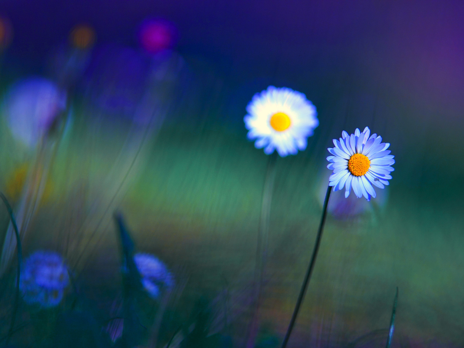 Free download wallpaper Flowers, Flower, Earth on your PC desktop