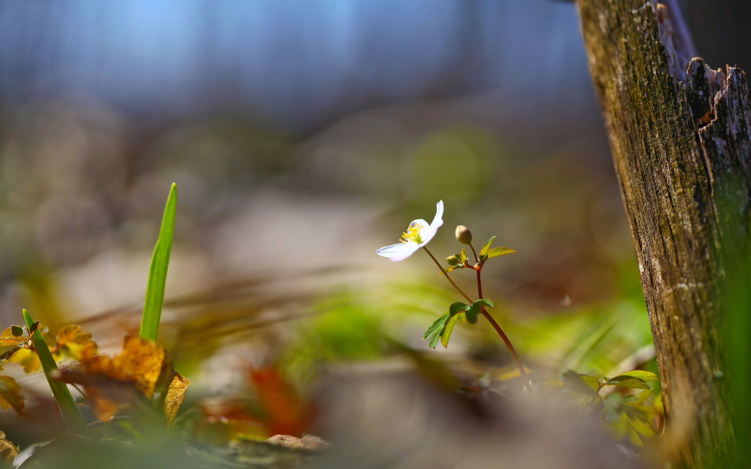 Free download wallpaper Flowers, Flower, Earth on your PC desktop