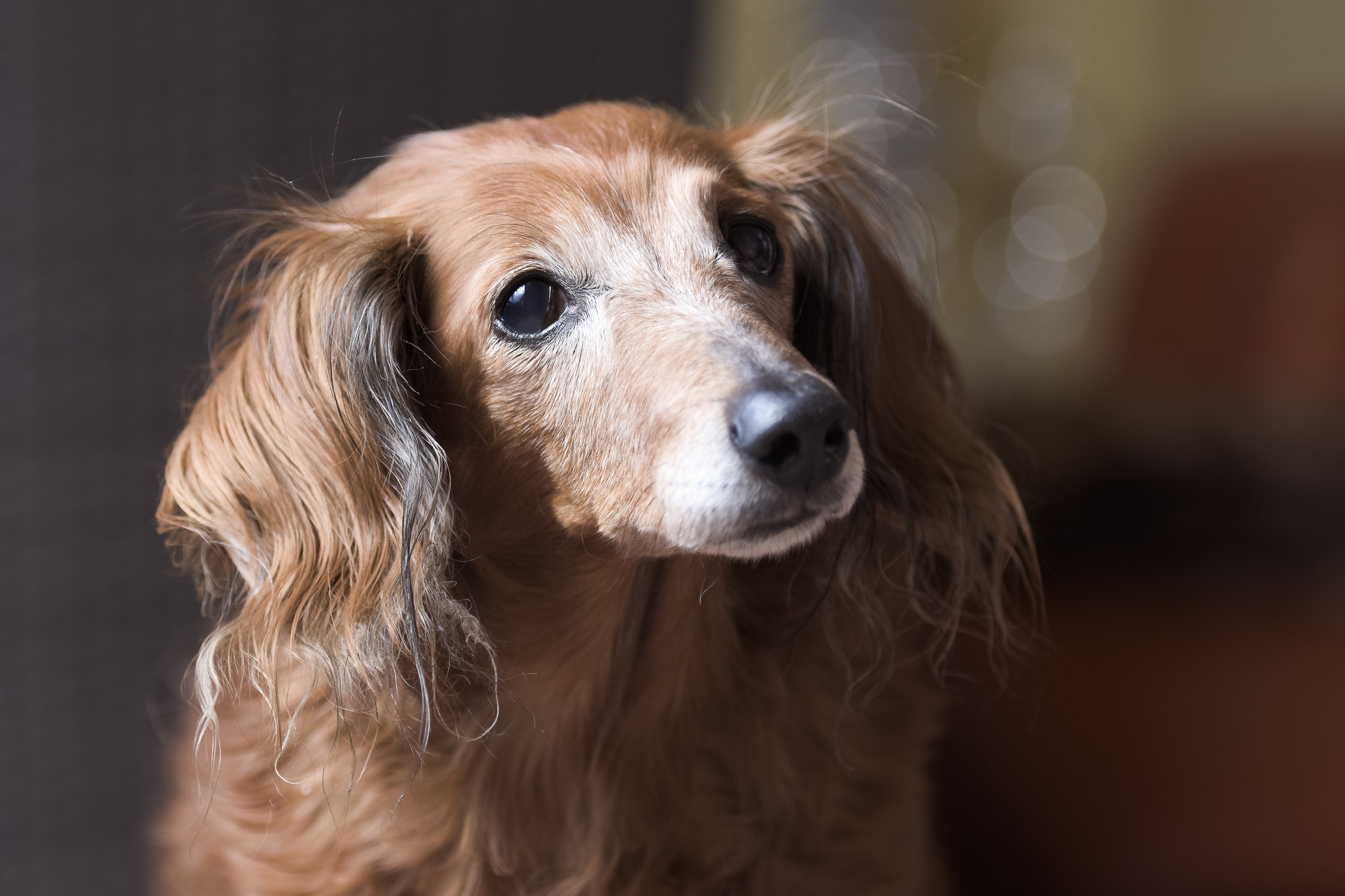 Téléchargez gratuitement l'image Animaux, Chiens, Chien, Bokeh sur le bureau de votre PC