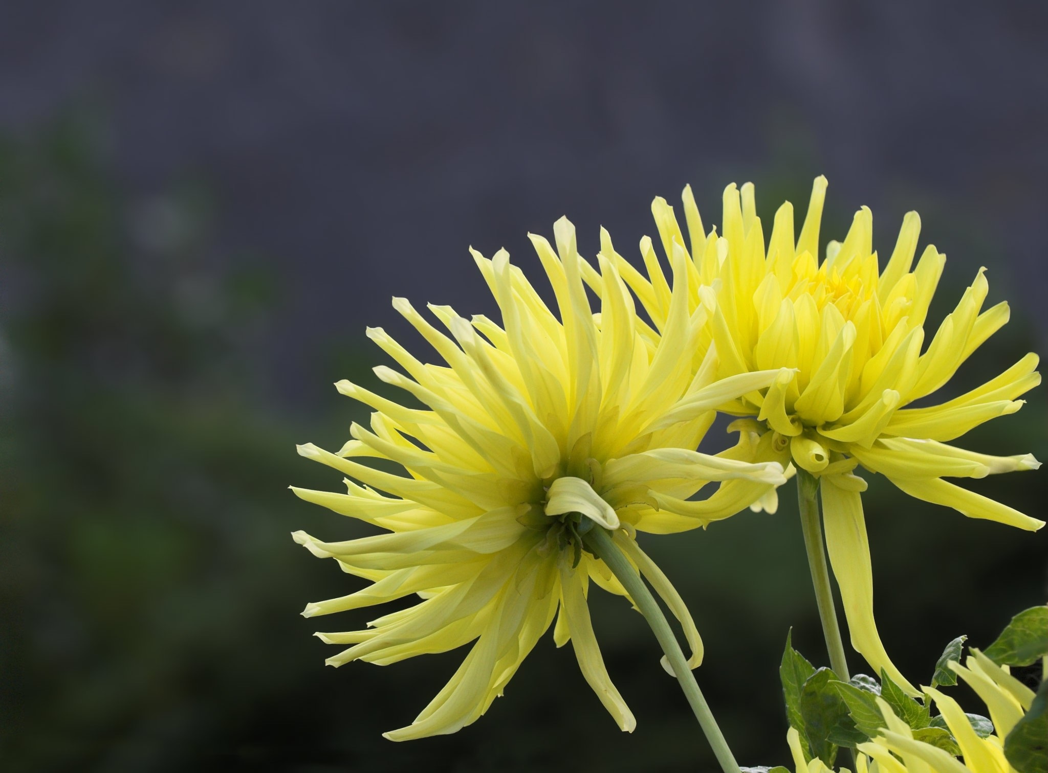 Descarga gratuita de fondo de pantalla para móvil de Flores, Dalia, Tierra/naturaleza.