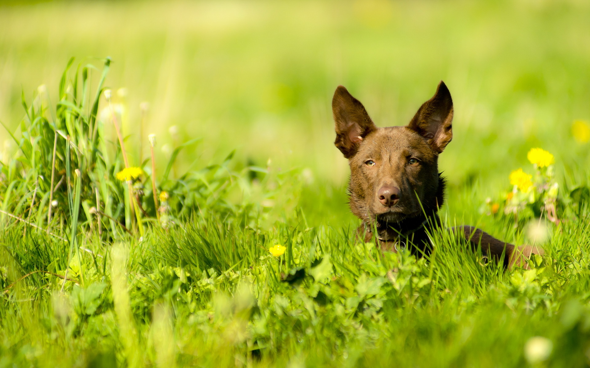 Téléchargez des papiers peints mobile Animaux, Chiens, Herbe, Chien, Bokeh gratuitement.