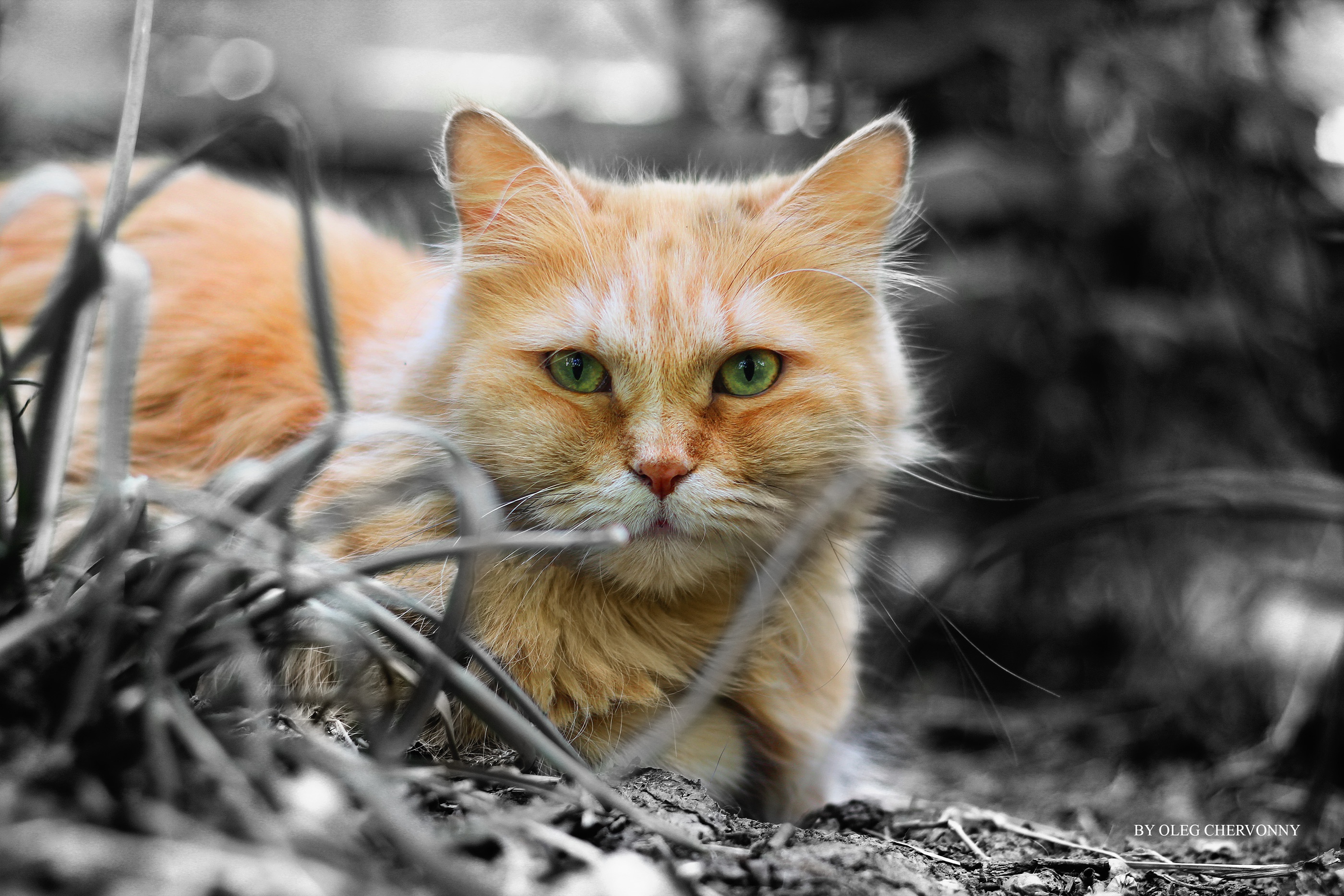 Baixe gratuitamente a imagem Animais, Gatos, Gato, Olhar Fixamente na área de trabalho do seu PC