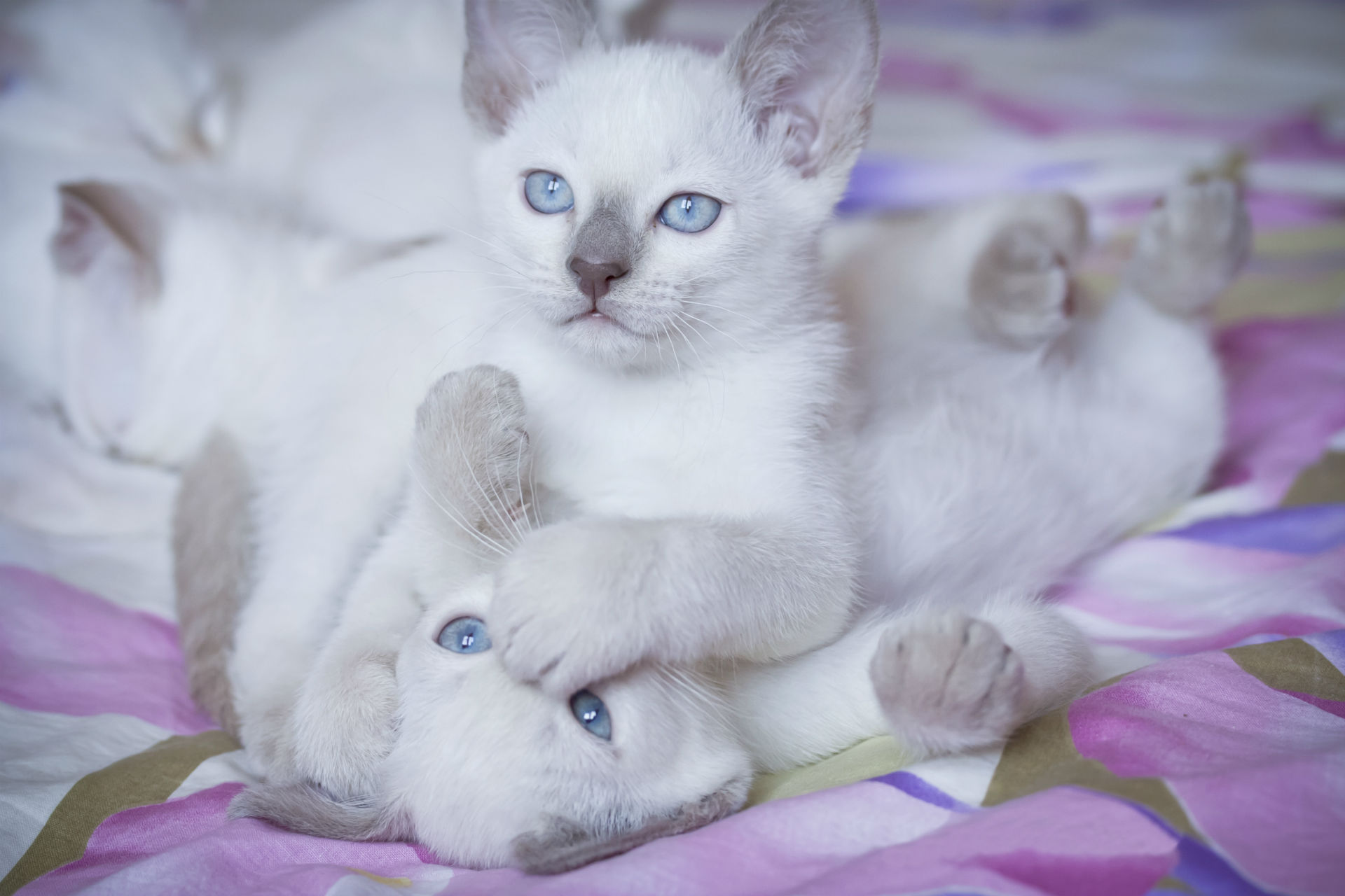 Handy-Wallpaper Tiere, Katze kostenlos herunterladen.