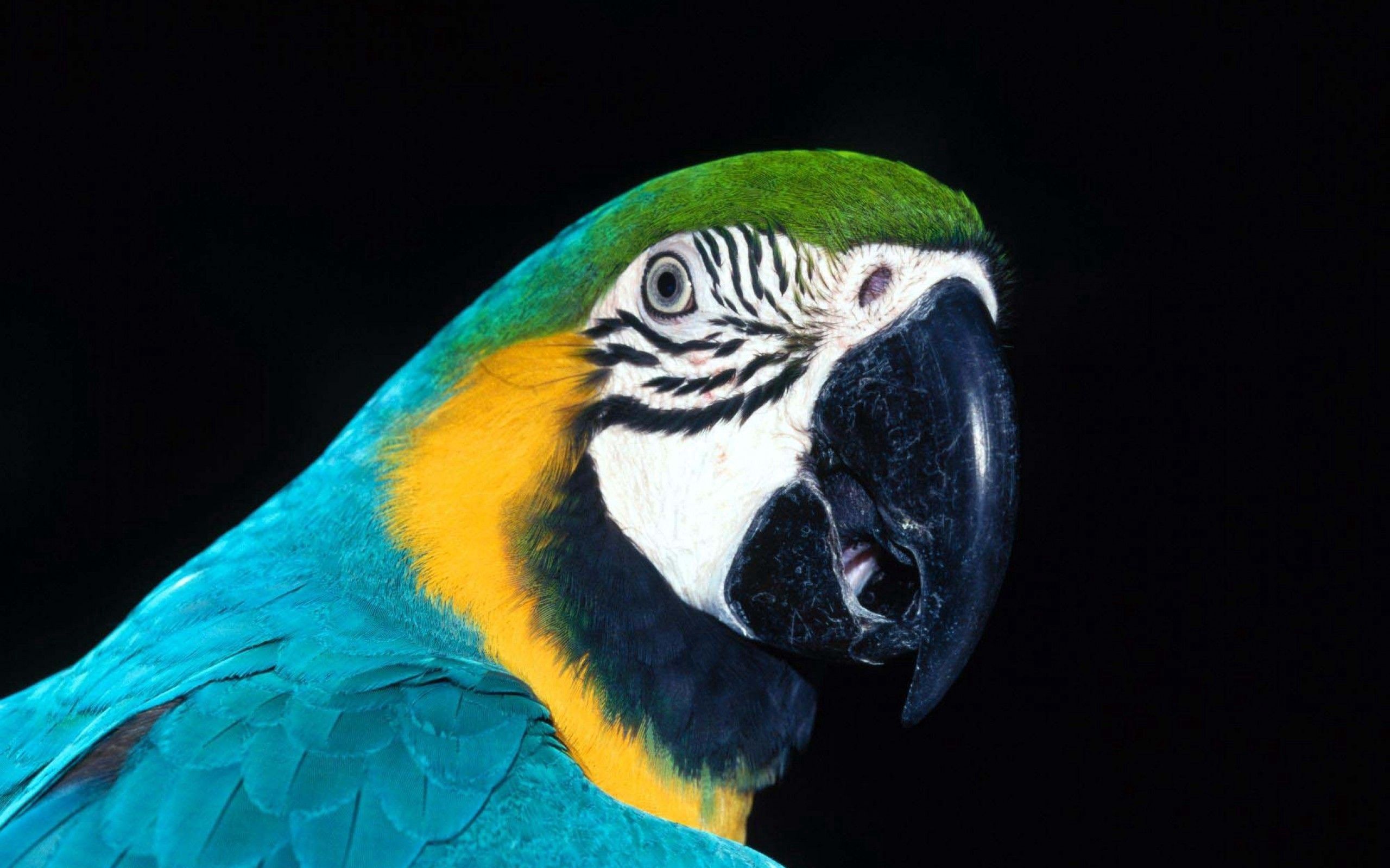 Descarga gratuita de fondo de pantalla para móvil de Pico, Color, Pájaro, Loros, Animales.