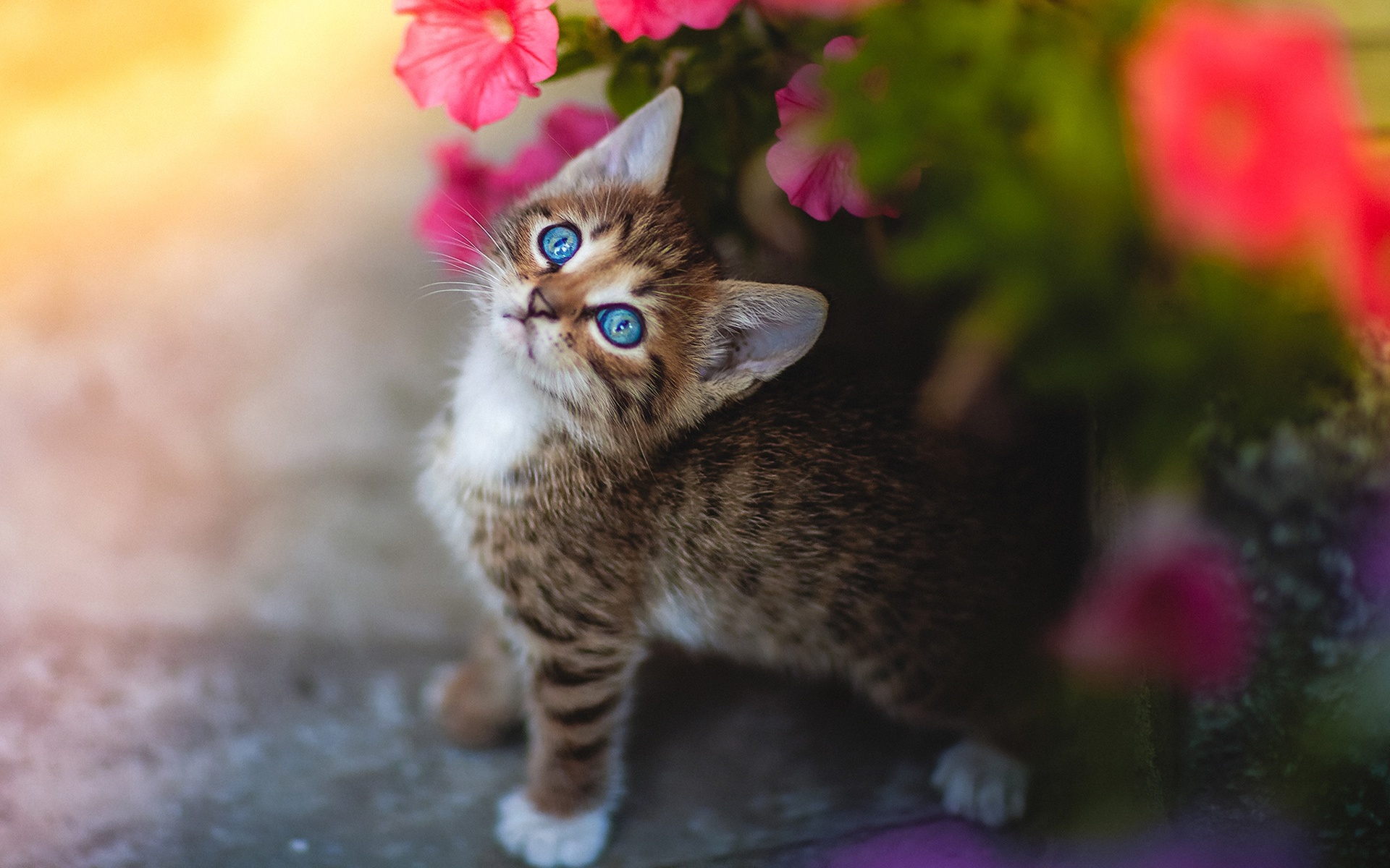 Baixe gratuitamente a imagem Animais, Gatos, Gato na área de trabalho do seu PC