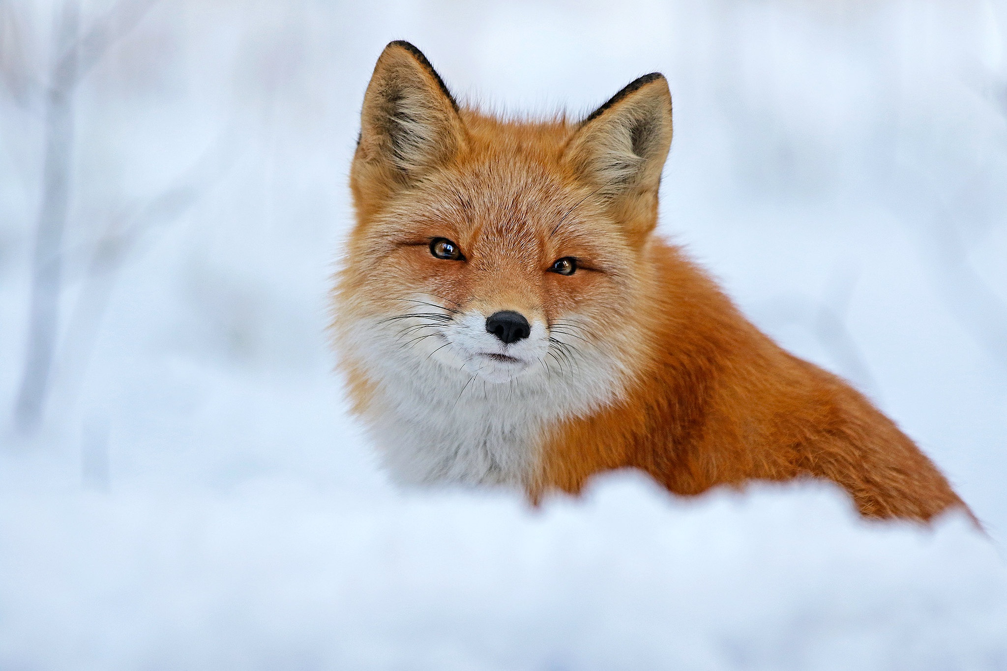 Baixe gratuitamente a imagem Animais, Inverno, Neve, Raposa na área de trabalho do seu PC