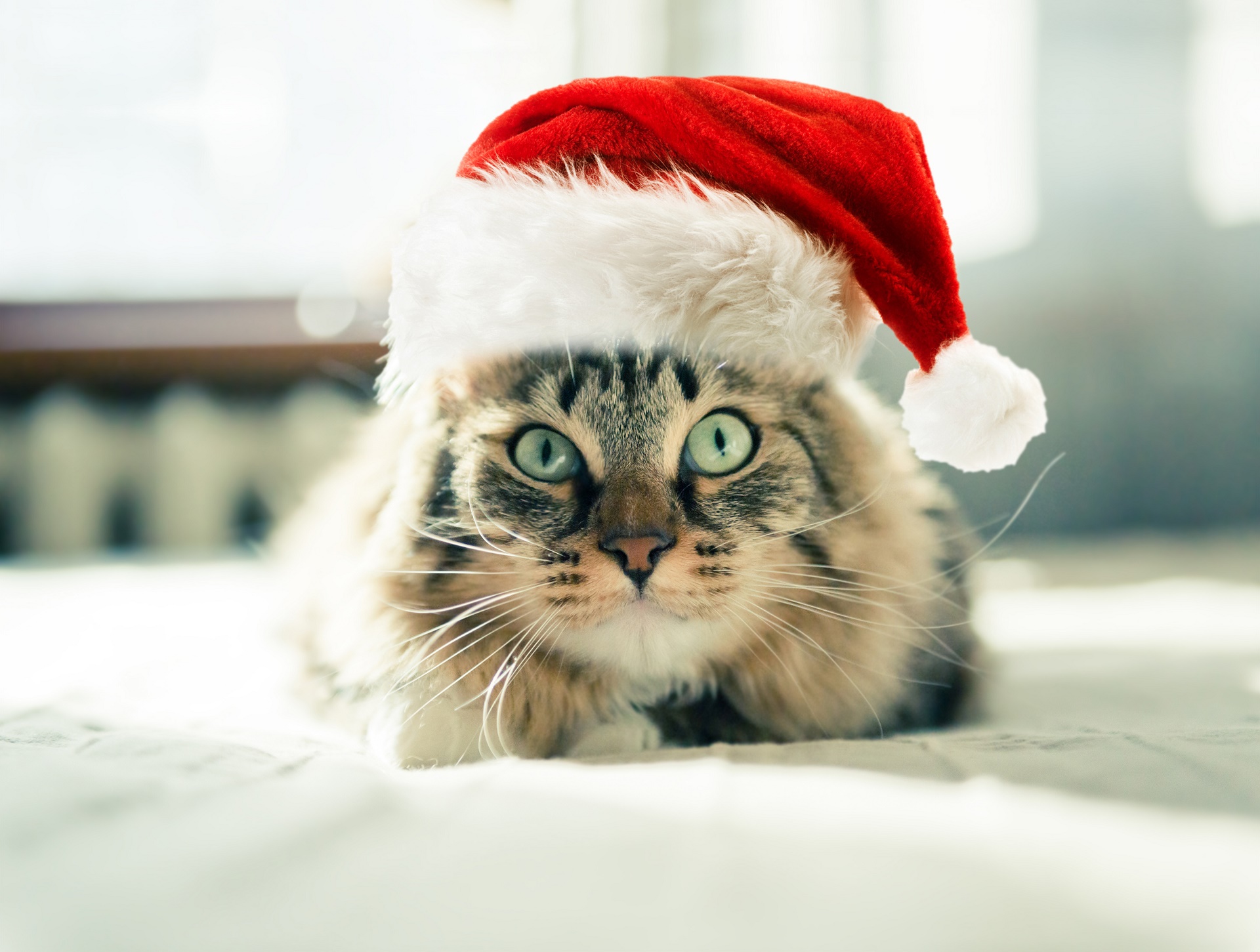 Laden Sie das Tiere, Katzen, Katze, Weihnachtsmütze-Bild kostenlos auf Ihren PC-Desktop herunter