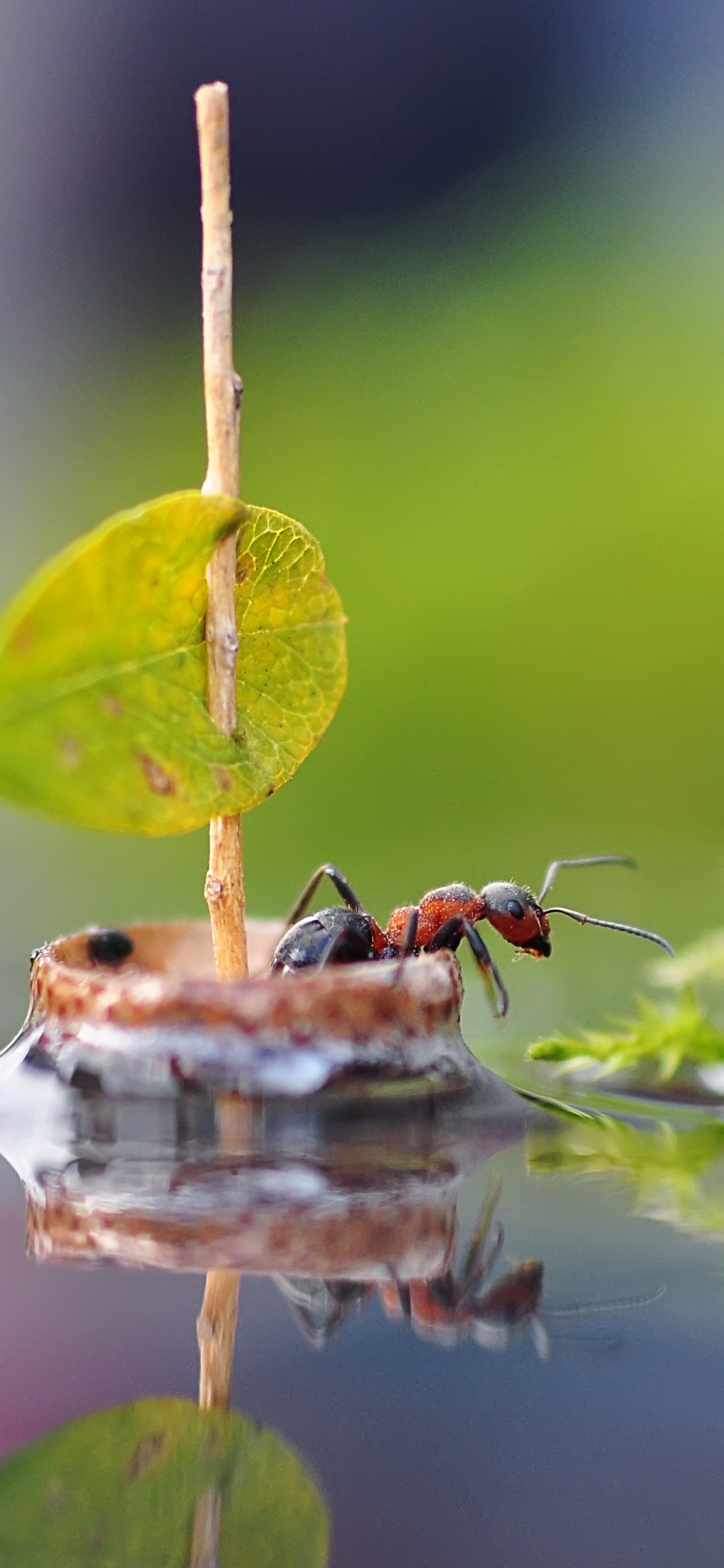 無料モバイル壁紙動物, 水, ボート, 反射, 大きい, 蟻, 虫をダウンロードします。