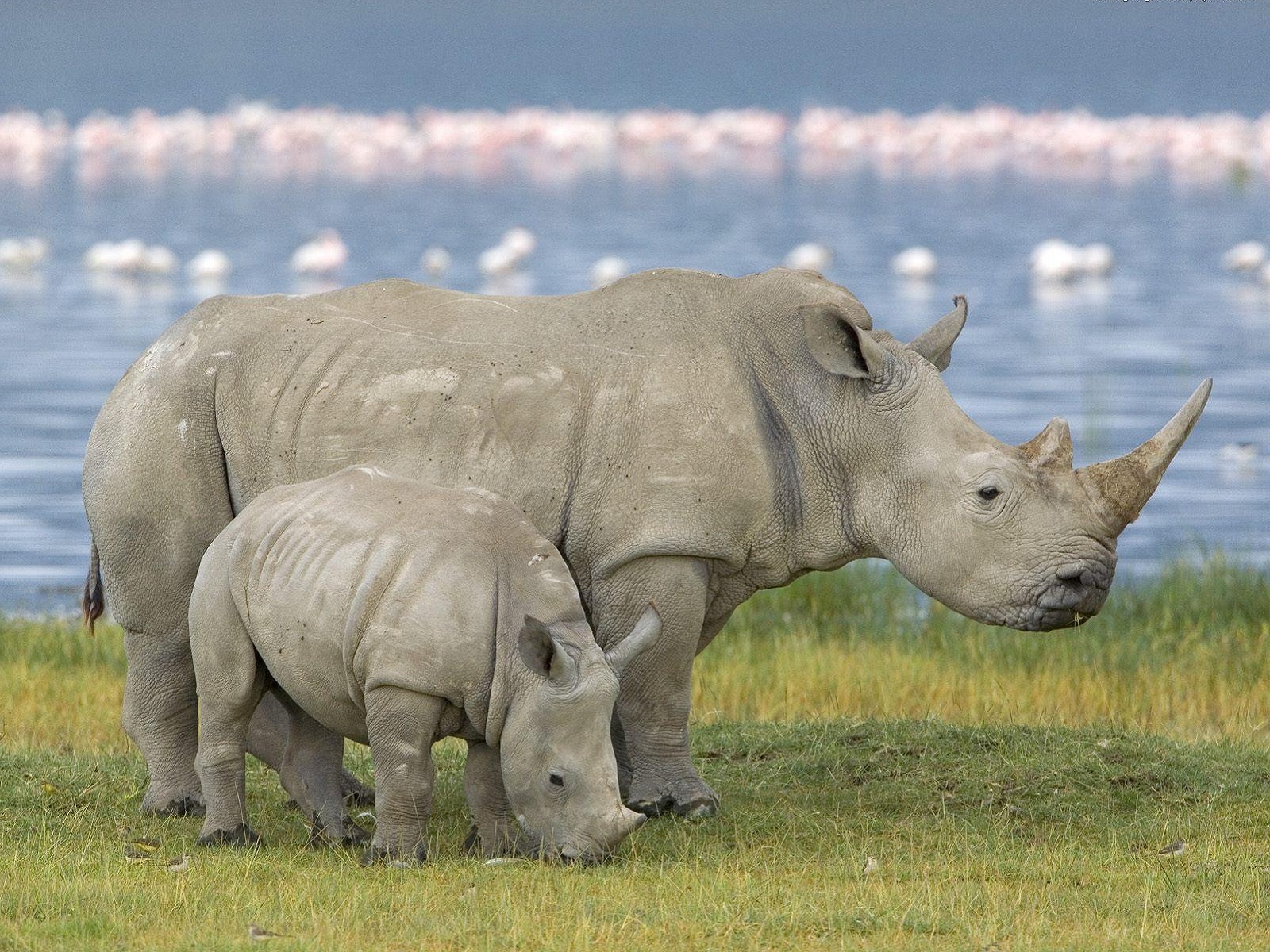 283994 baixar papel de parede animais, rinoceronte - protetores de tela e imagens gratuitamente