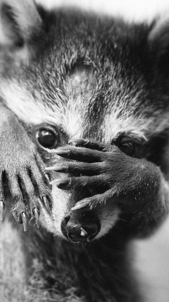 Download mobile wallpaper Funny, Animal, Raccoon, Black & White for free.