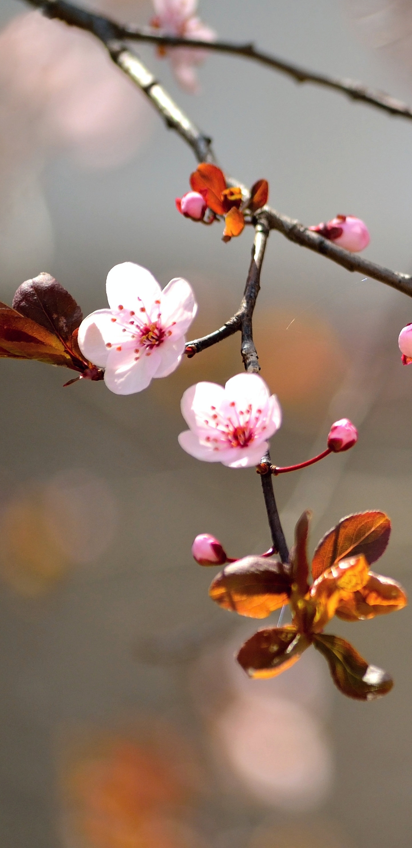 Free download wallpaper Nature, Flowers, Flower, Branch, Earth, Blossom on your PC desktop