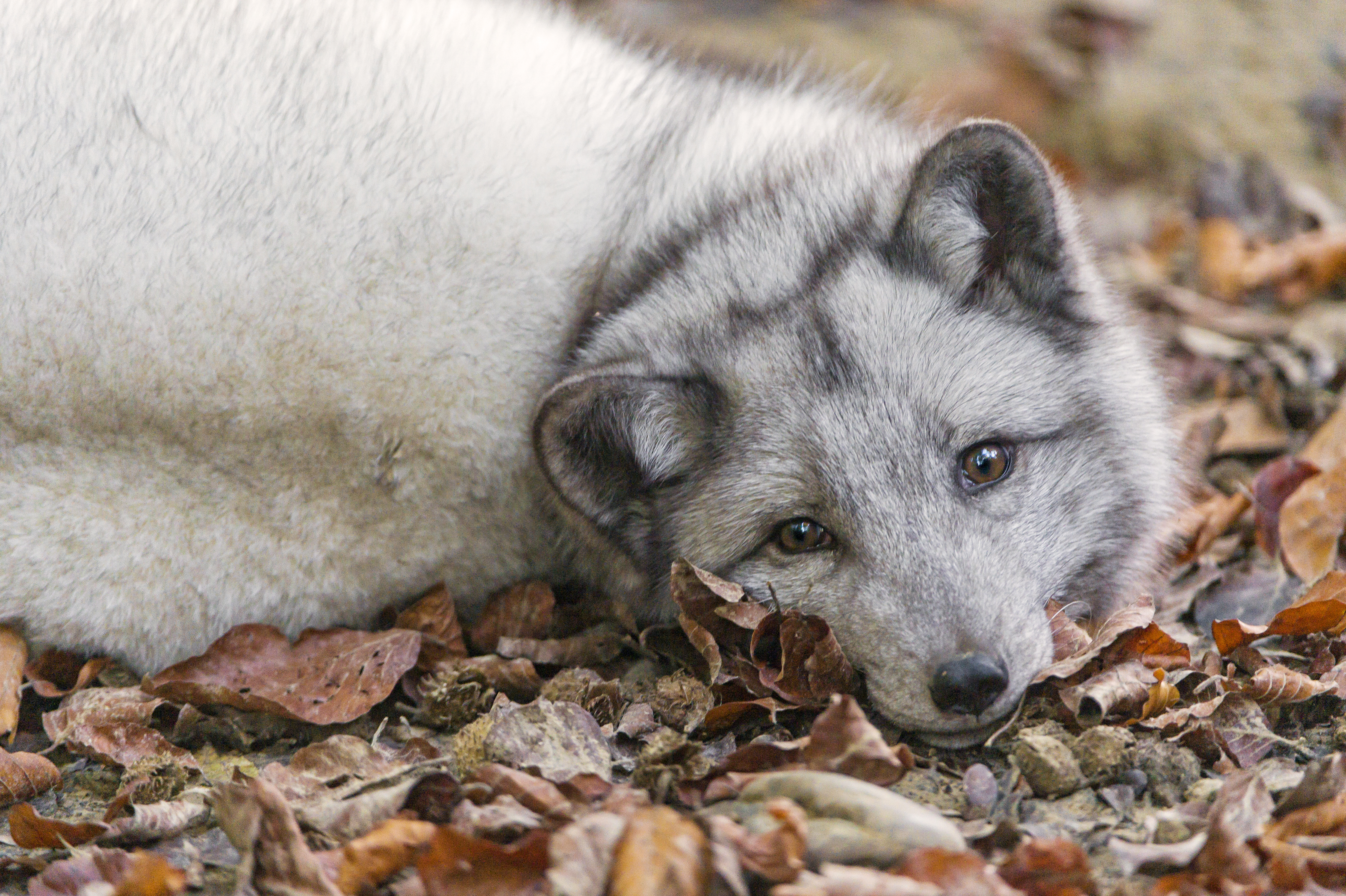 Free download wallpaper Dogs, Fall, Animal, Arctic Fox on your PC desktop