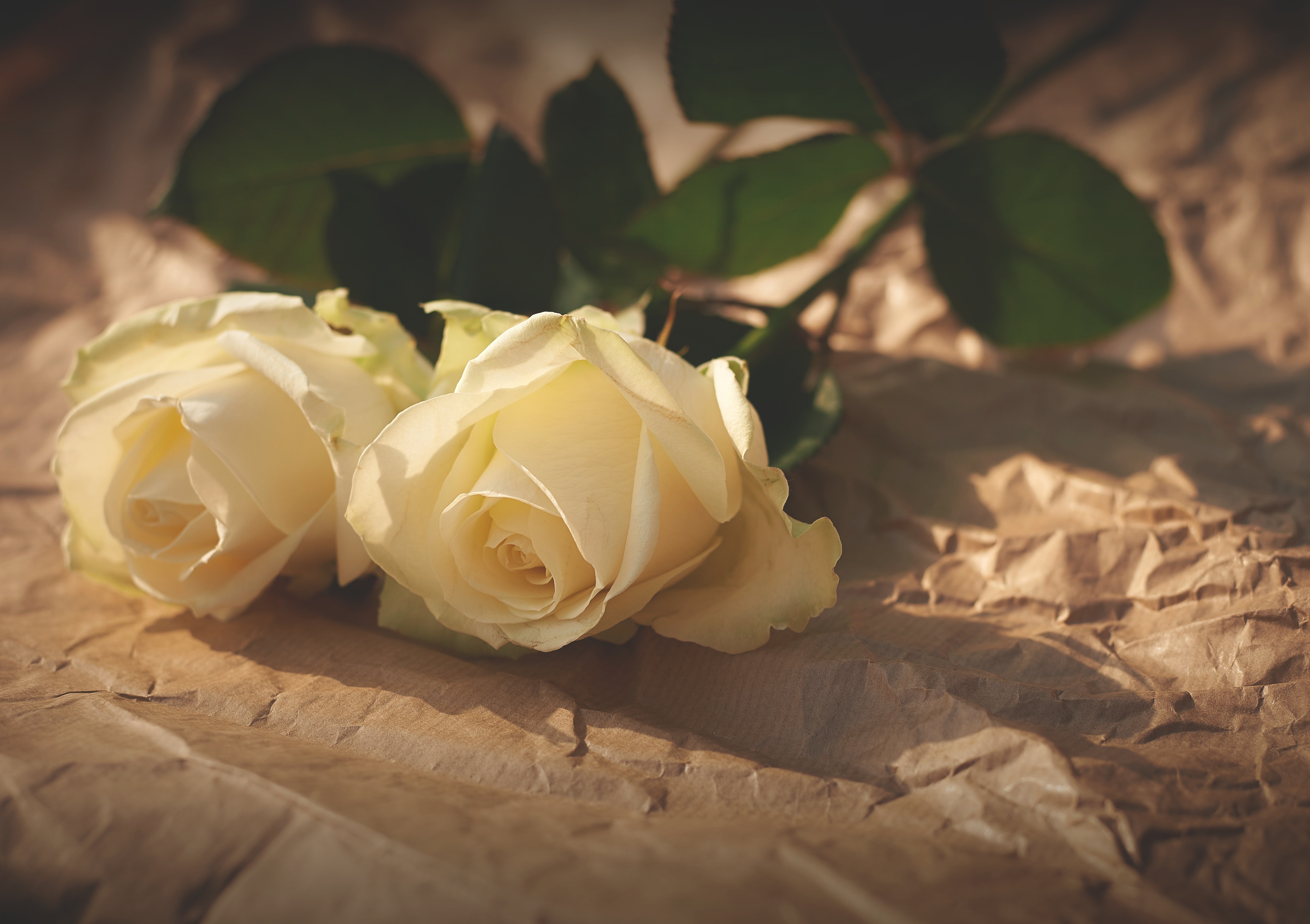 Laden Sie das Blumen, Paar, Schatten, Papier, Roses-Bild kostenlos auf Ihren PC-Desktop herunter