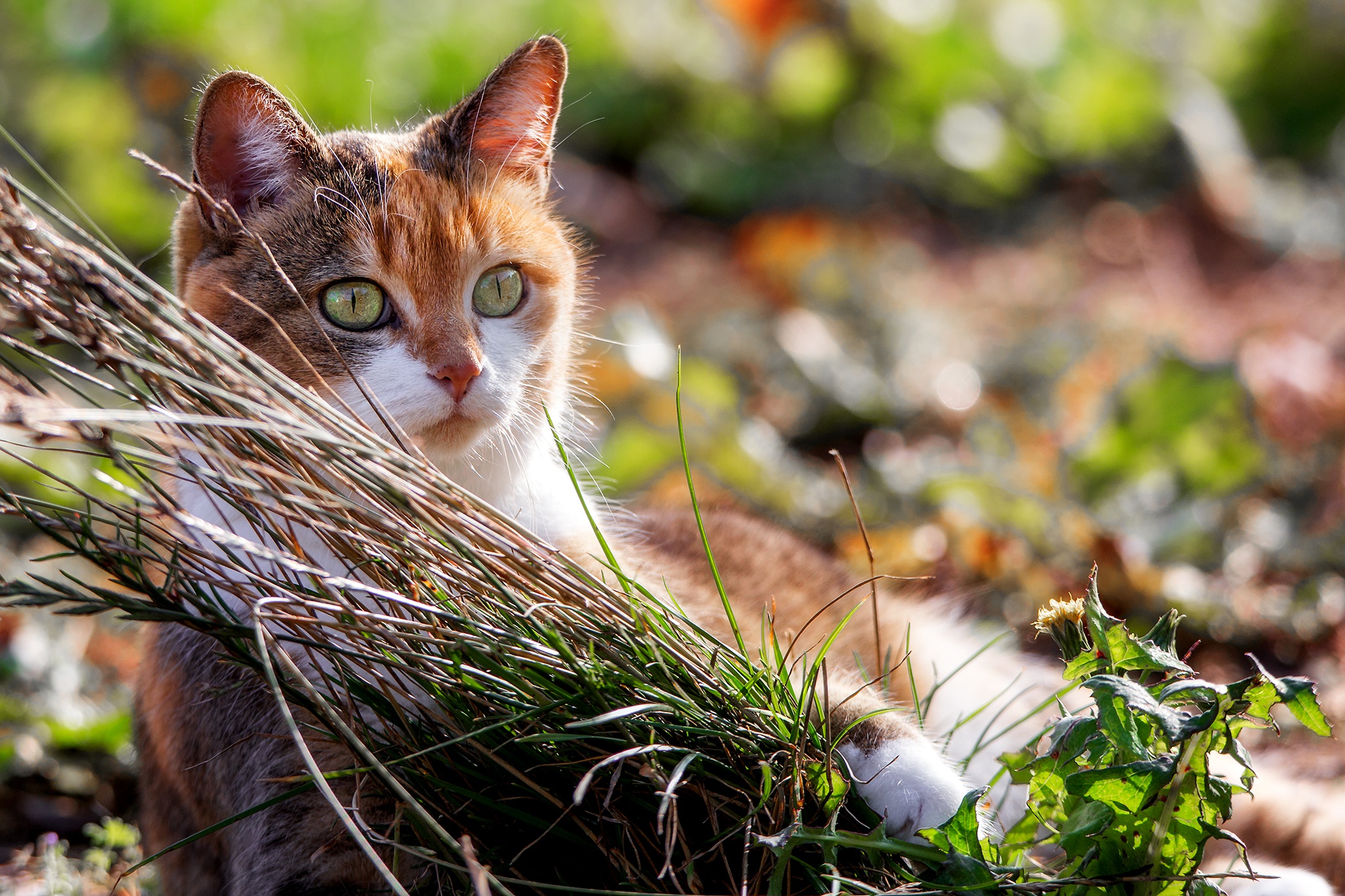 Download mobile wallpaper Cats, Cat, Animal, Bokeh for free.