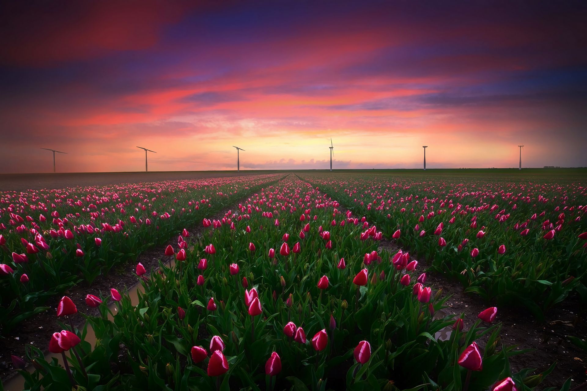 Download mobile wallpaper Flowers, Sunset, Horizon, Flower, Earth, Field, Tulip, Wind Turbine, Pink Flower for free.