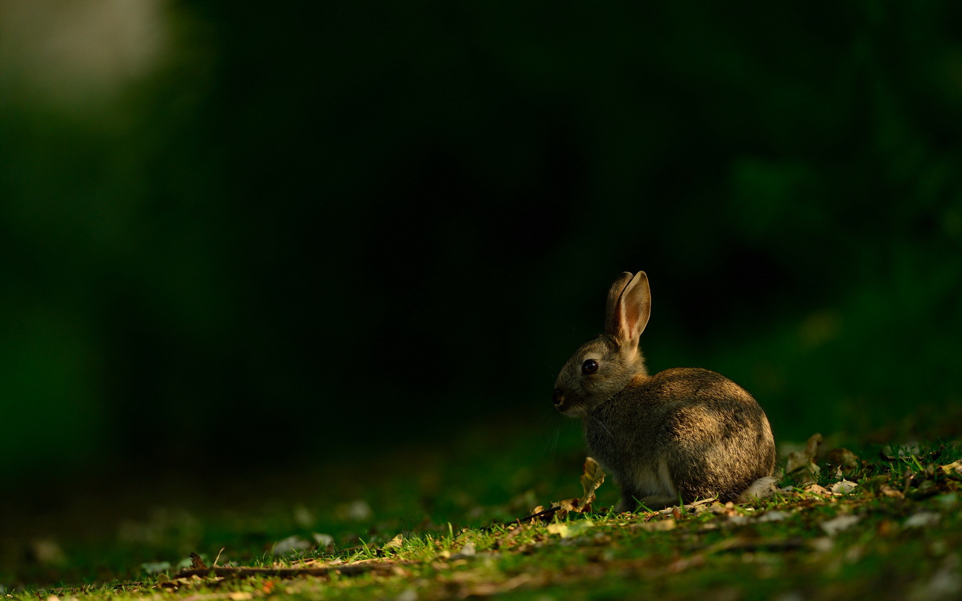 PCデスクトップに動物, うさぎ画像を無料でダウンロード