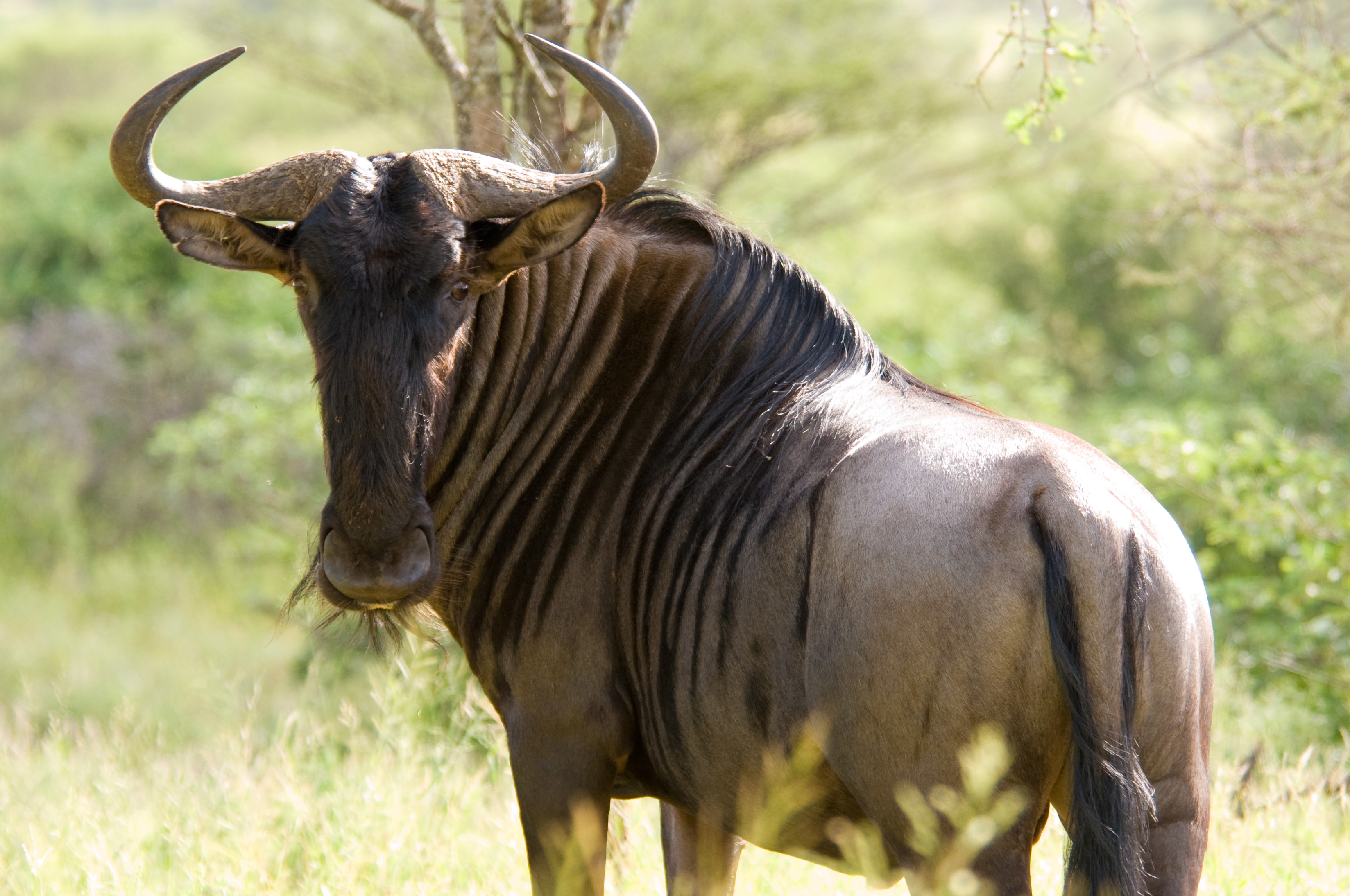 Baixar papéis de parede de desktop Gnu Azul HD