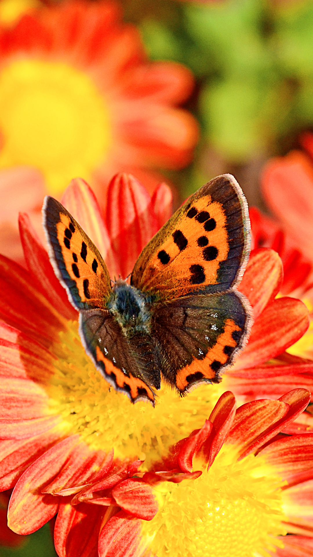 Download mobile wallpaper Chrysanthemum, Flower, Macro, Butterfly, Animal, Bokeh for free.