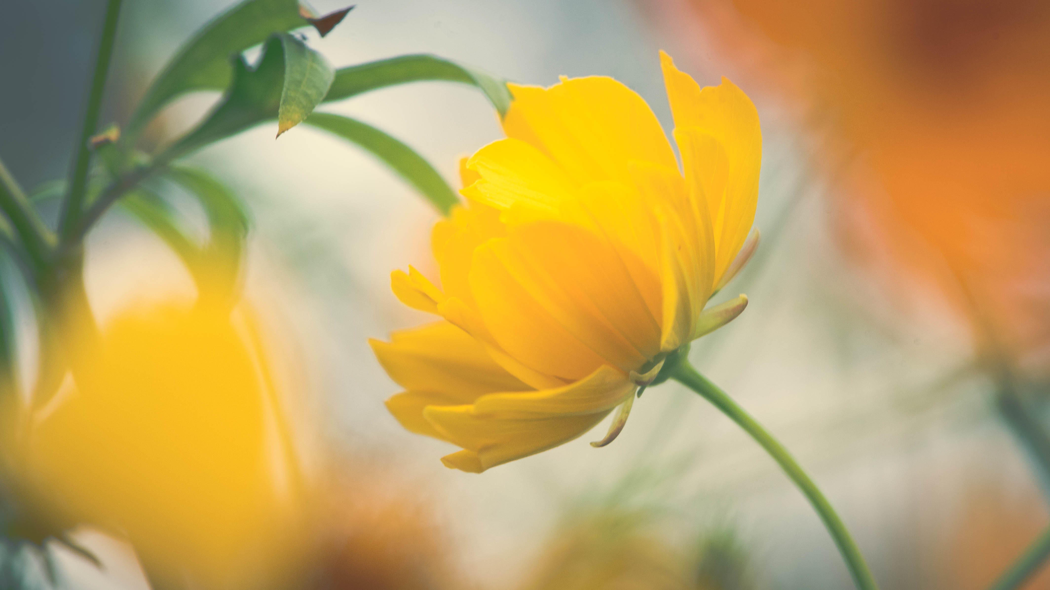 Download mobile wallpaper Flowers, Flower, Blur, Close Up, Earth, Yellow Flower for free.