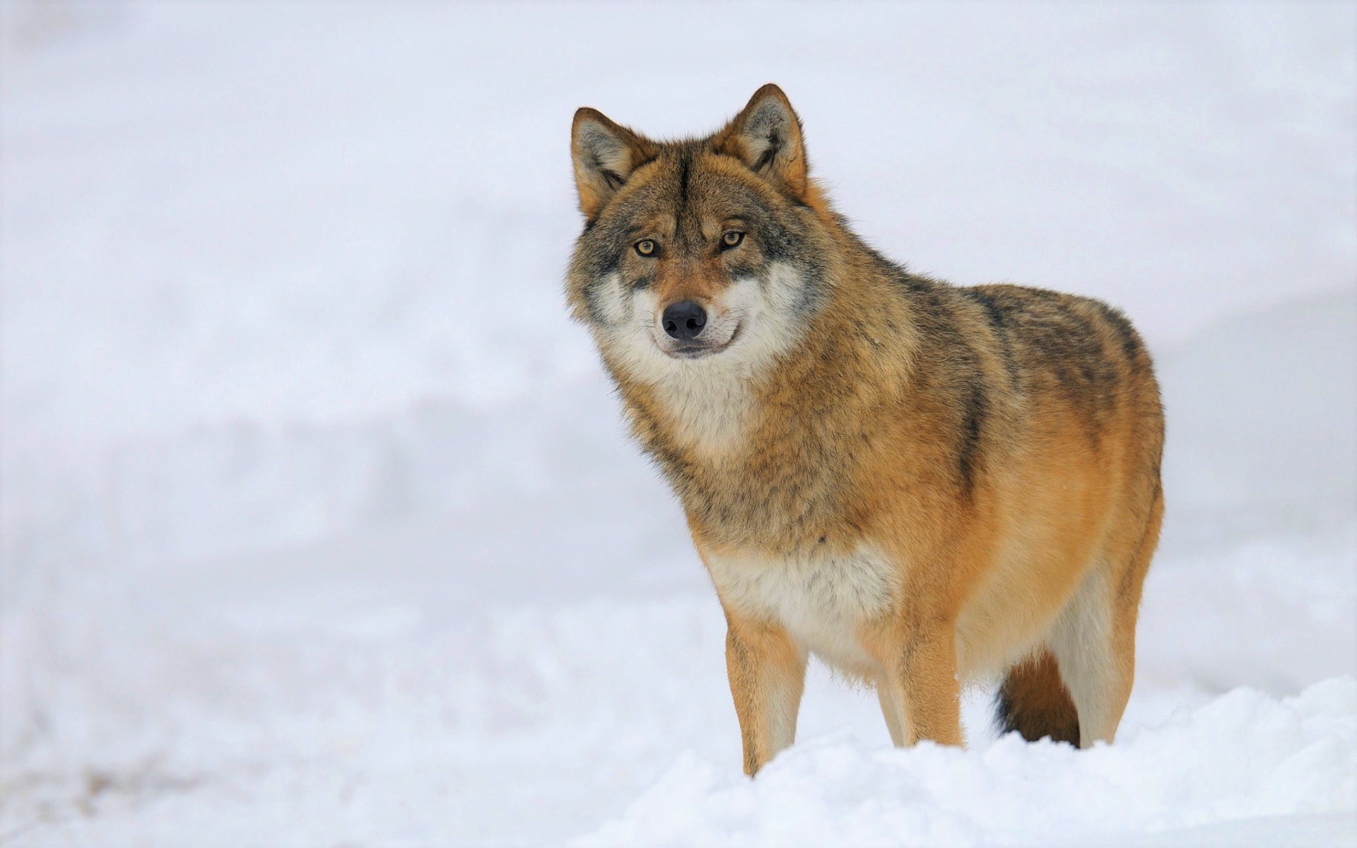 PCデスクトップに動物, オオカミ, 冬, 雪, 狼画像を無料でダウンロード