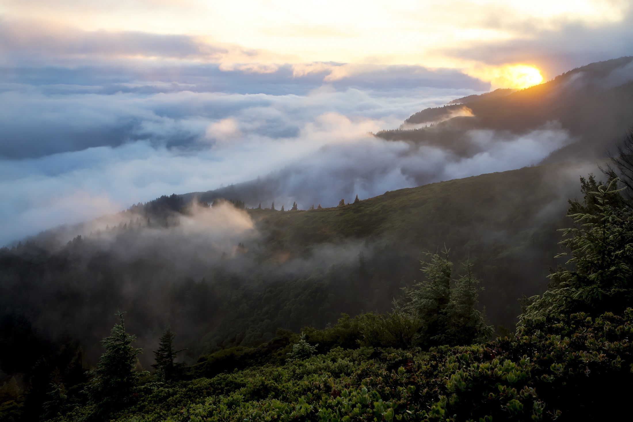 Laden Sie das Landschaft, Baum, Nebel, Kalifornien, Wolke, Himmel, Sonnenuntergang, Vereinigte Staaten Von Amerika, Erde/natur-Bild kostenlos auf Ihren PC-Desktop herunter