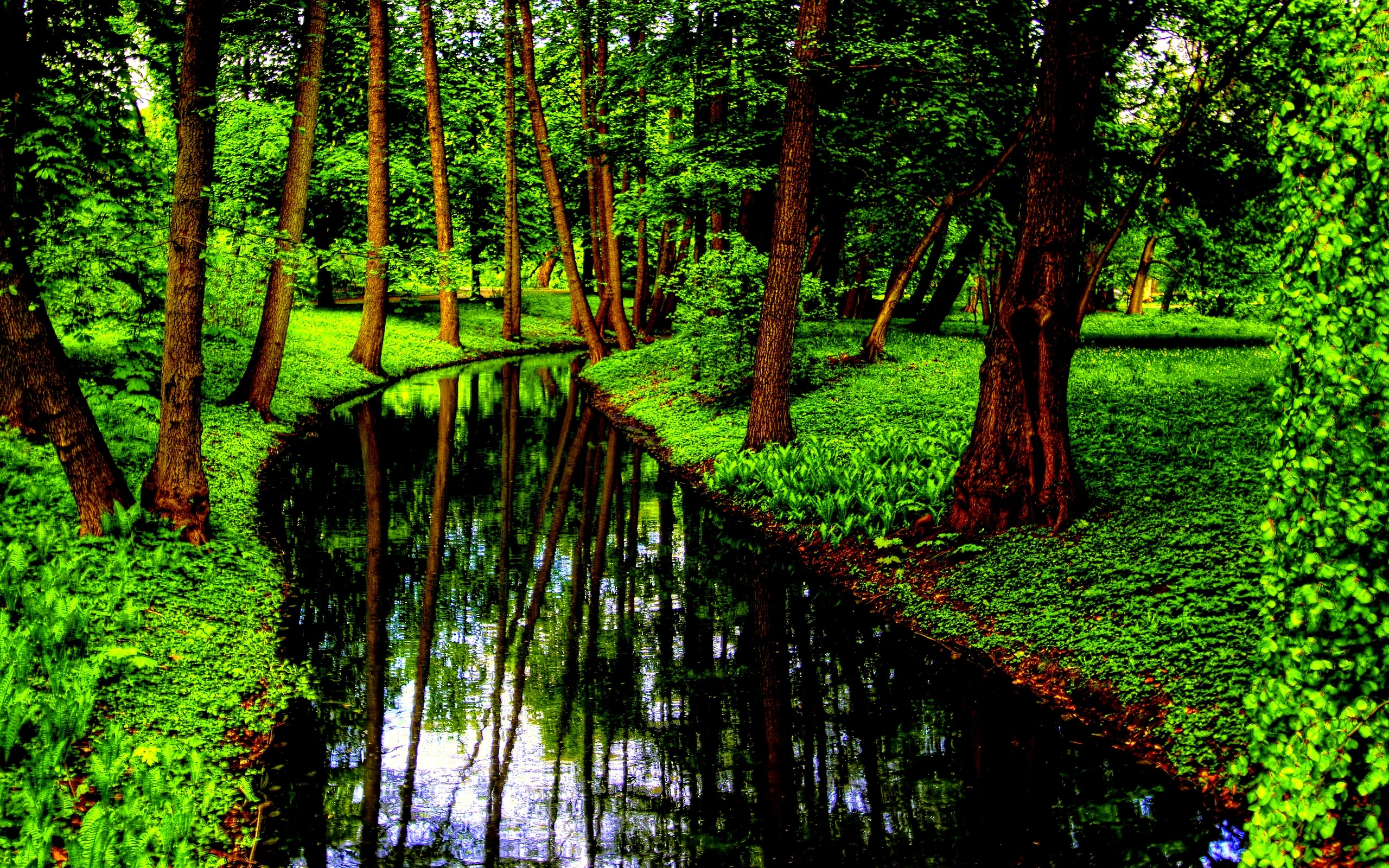 Download mobile wallpaper Forest, Tree, Earth, River for free.