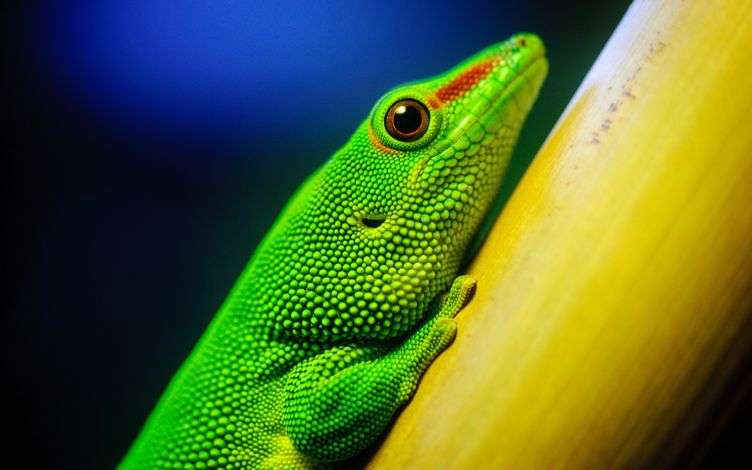 280088 télécharger l'image animaux, gecko, reptiles - fonds d'écran et économiseurs d'écran gratuits