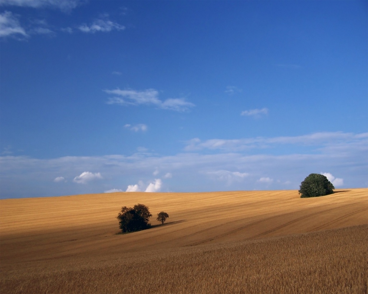 landscape, fields, blue Full HD