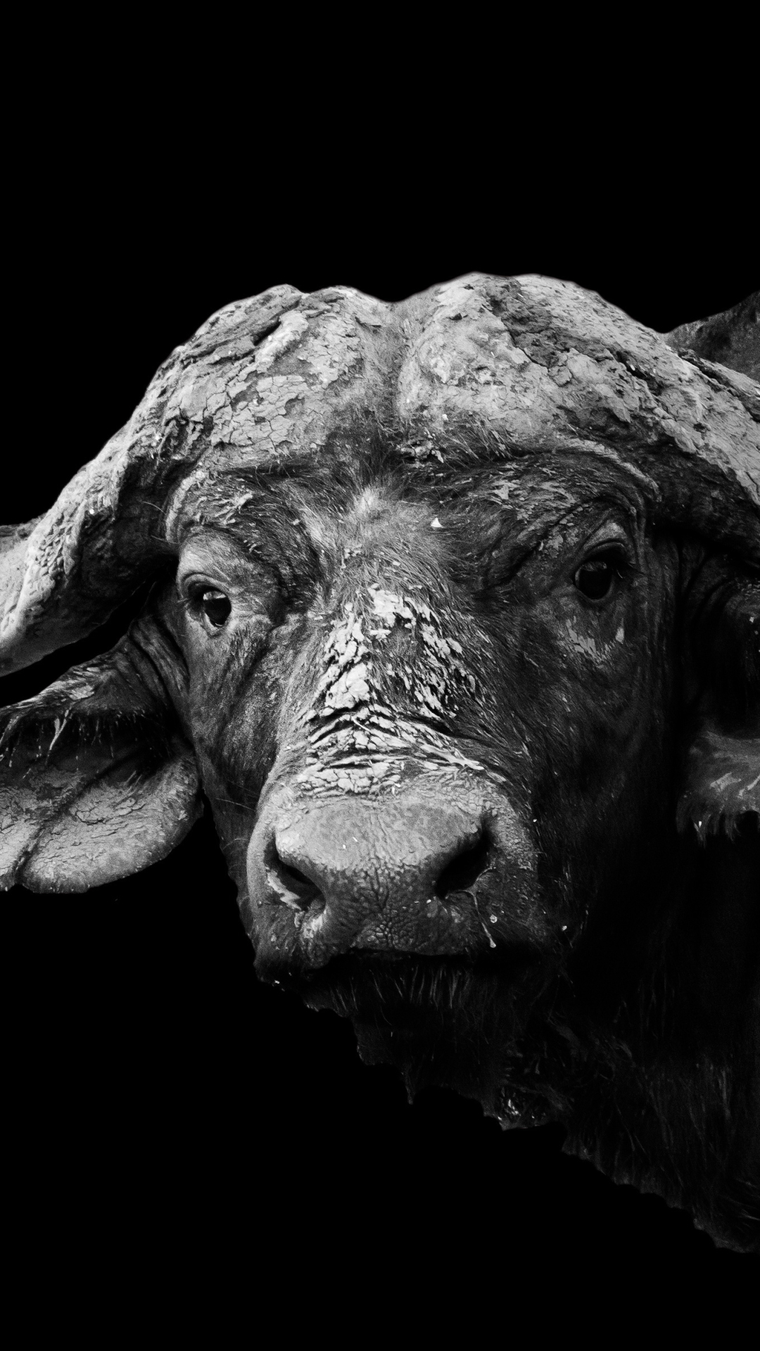 1314750 descargar fondo de pantalla animales, búfalo africano: protectores de pantalla e imágenes gratis