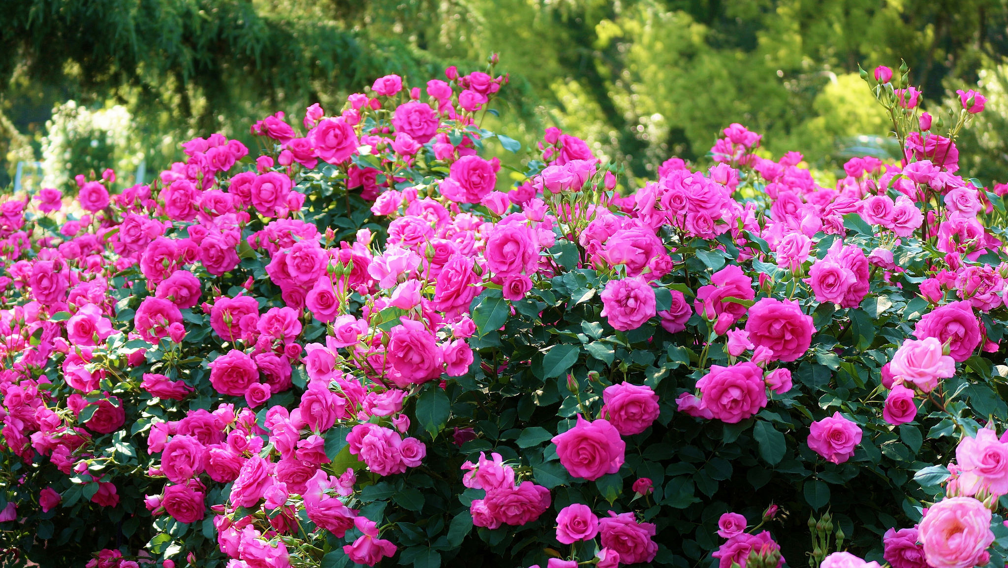 Baixar papel de parede para celular de Flores, Rosa, Flor Rosa, Terra/natureza, Arbusto De Rosas gratuito.