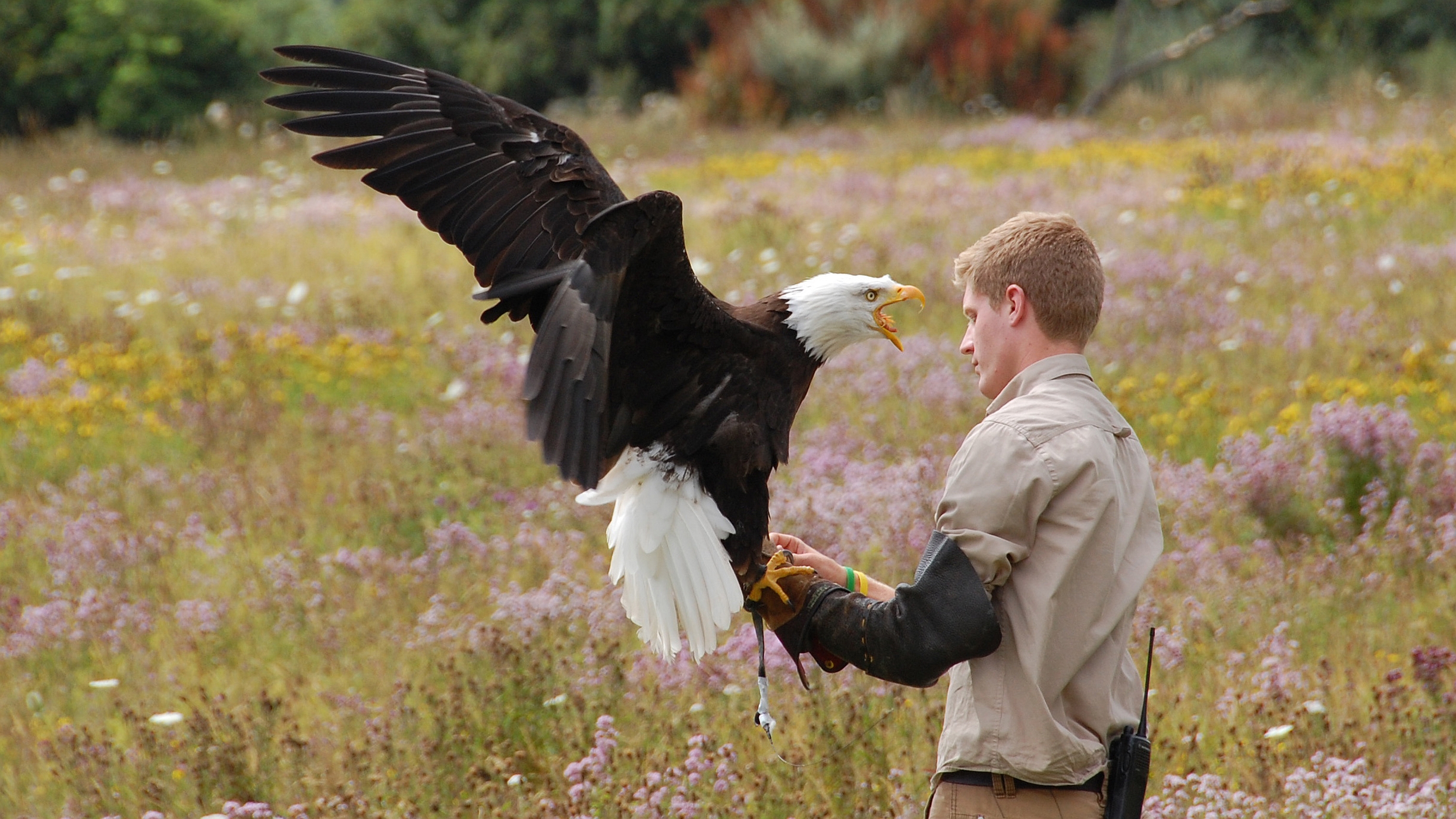 Download mobile wallpaper Bald Eagle, Birds, Animal for free.