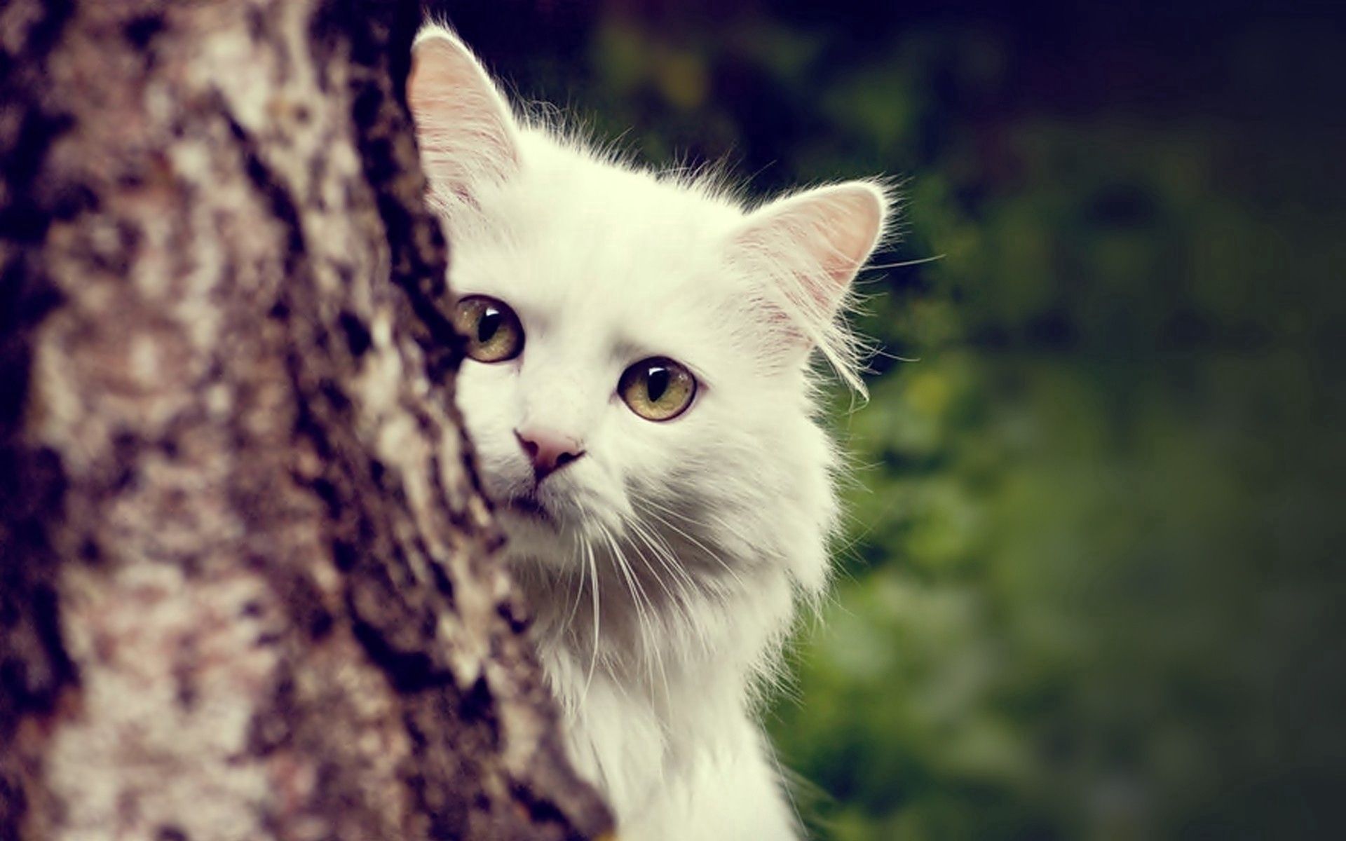 animals, white, wood, cat, fluffy, tree, peek out, look out 8K