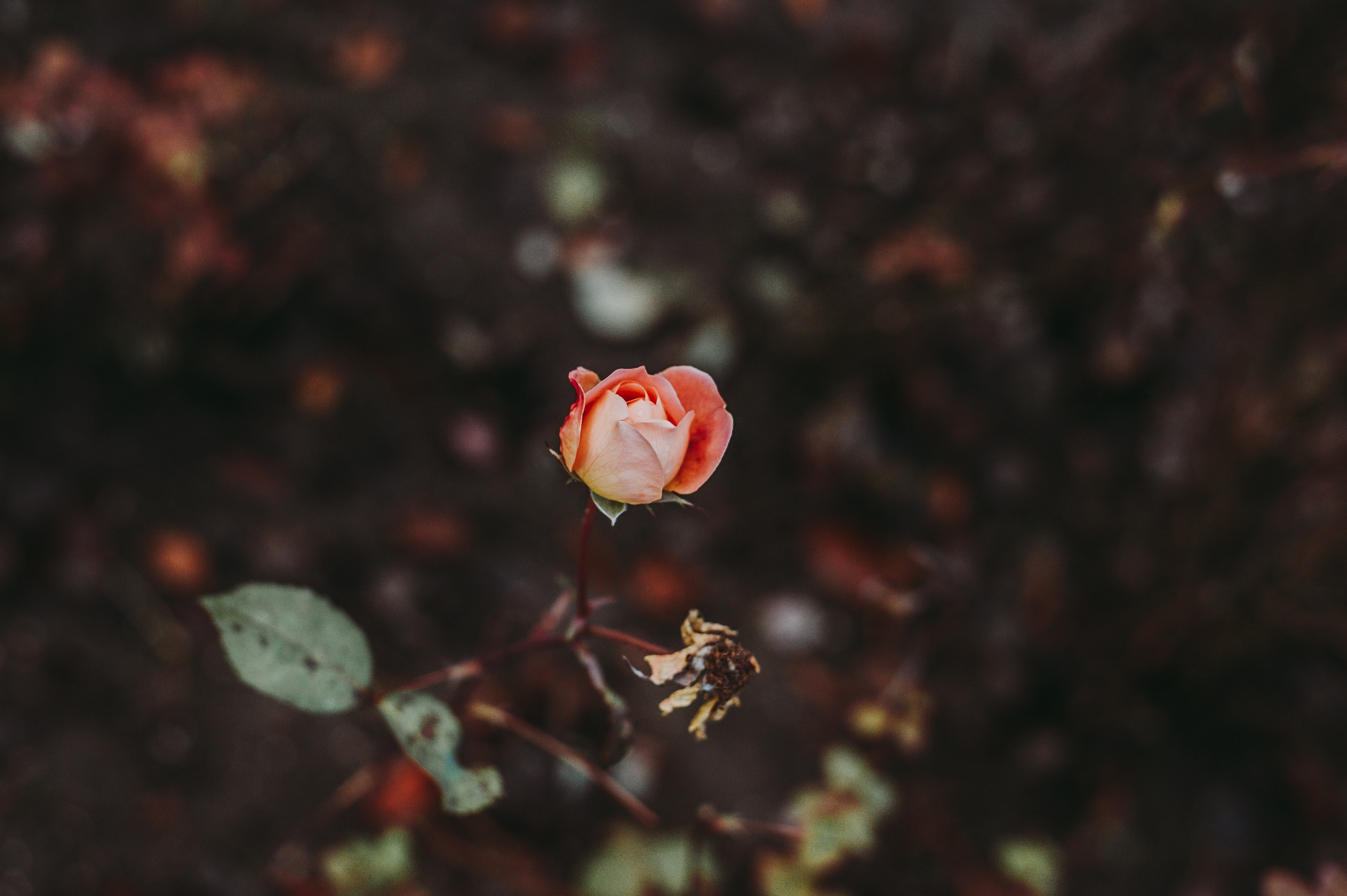 Descarga gratuita de fondo de pantalla para móvil de Flores, Rosa, Flor Rosa, Yema, Borrosidad, Brote, Suave.