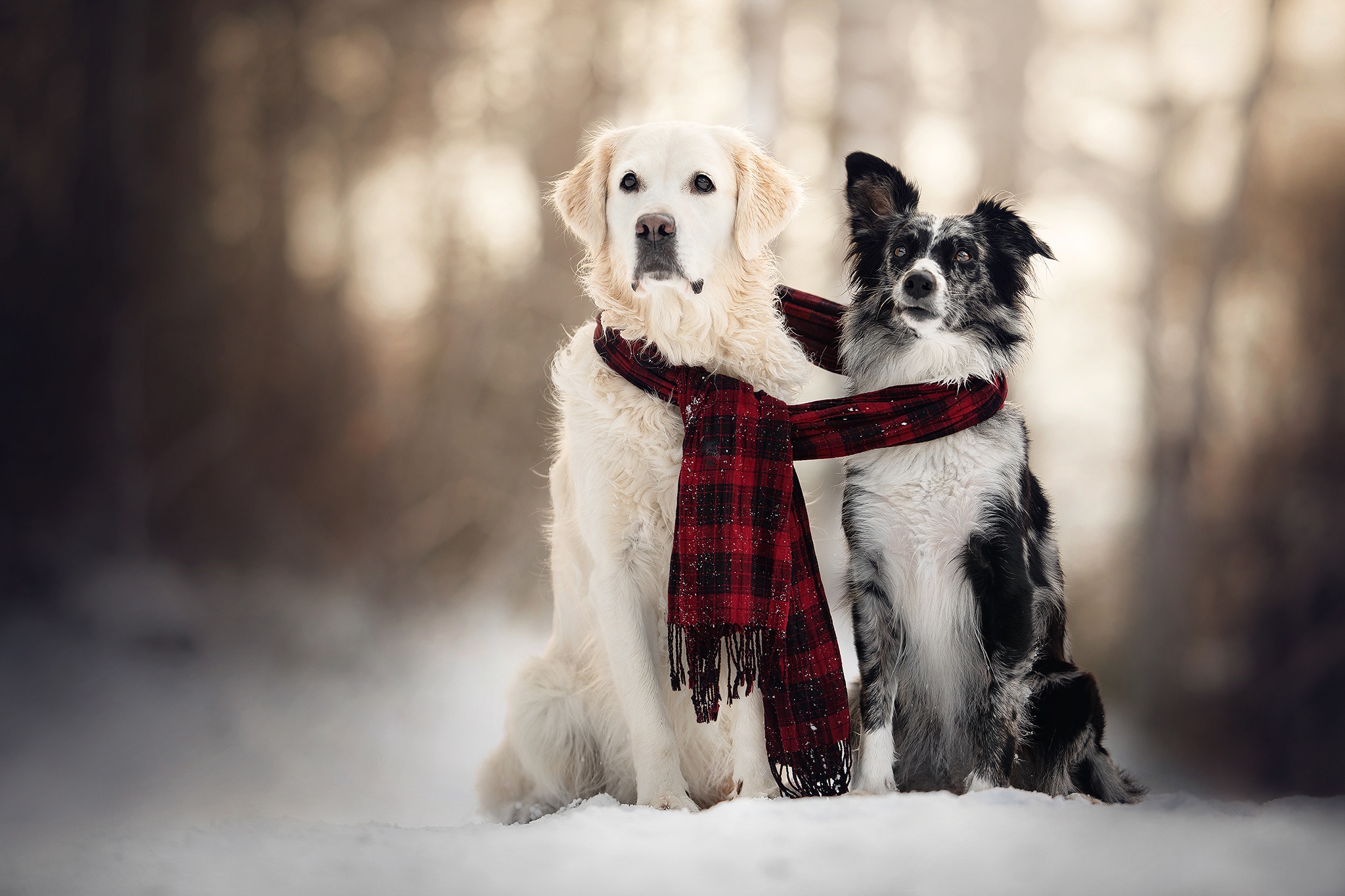 Download mobile wallpaper Winter, Dogs, Snow, Dog, Animal, Golden Retriever, Scarf, Depth Of Field for free.